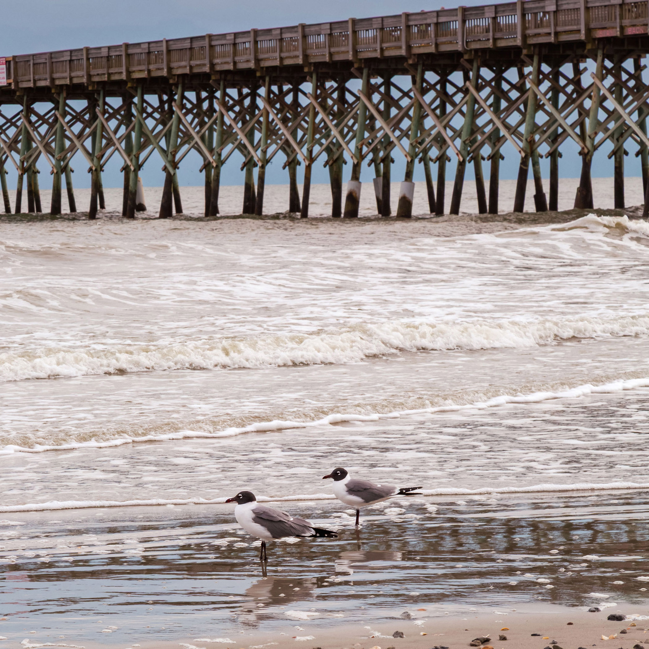 Seagulls on Shore Next to Folly Beach Ocean Pier - Canvas Print - South Carolina Coastal Birds Photography Art, Home Décor #8
