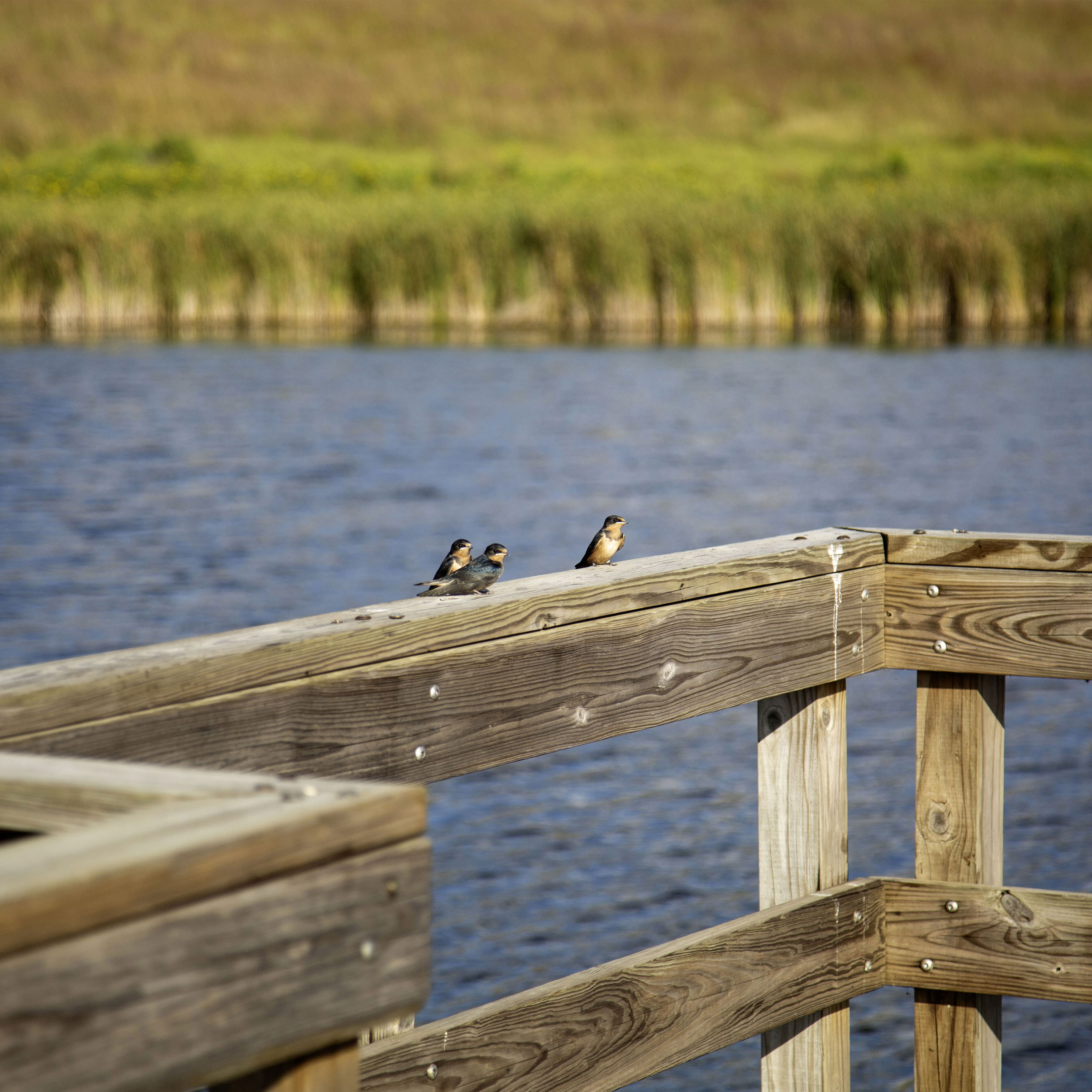 Barn Swallow Birds Wetlands - Framed Print -Wildlife Photography Minnesota Lake, Marsh Water Countryside Nature Décor #18 product thumbnail image Barn Swallow Birds Wetlands - Framed Print -Wildlife Photography Minnesota Lake, Marsh Water Countryside Nature Décor #18 product thumbnail image