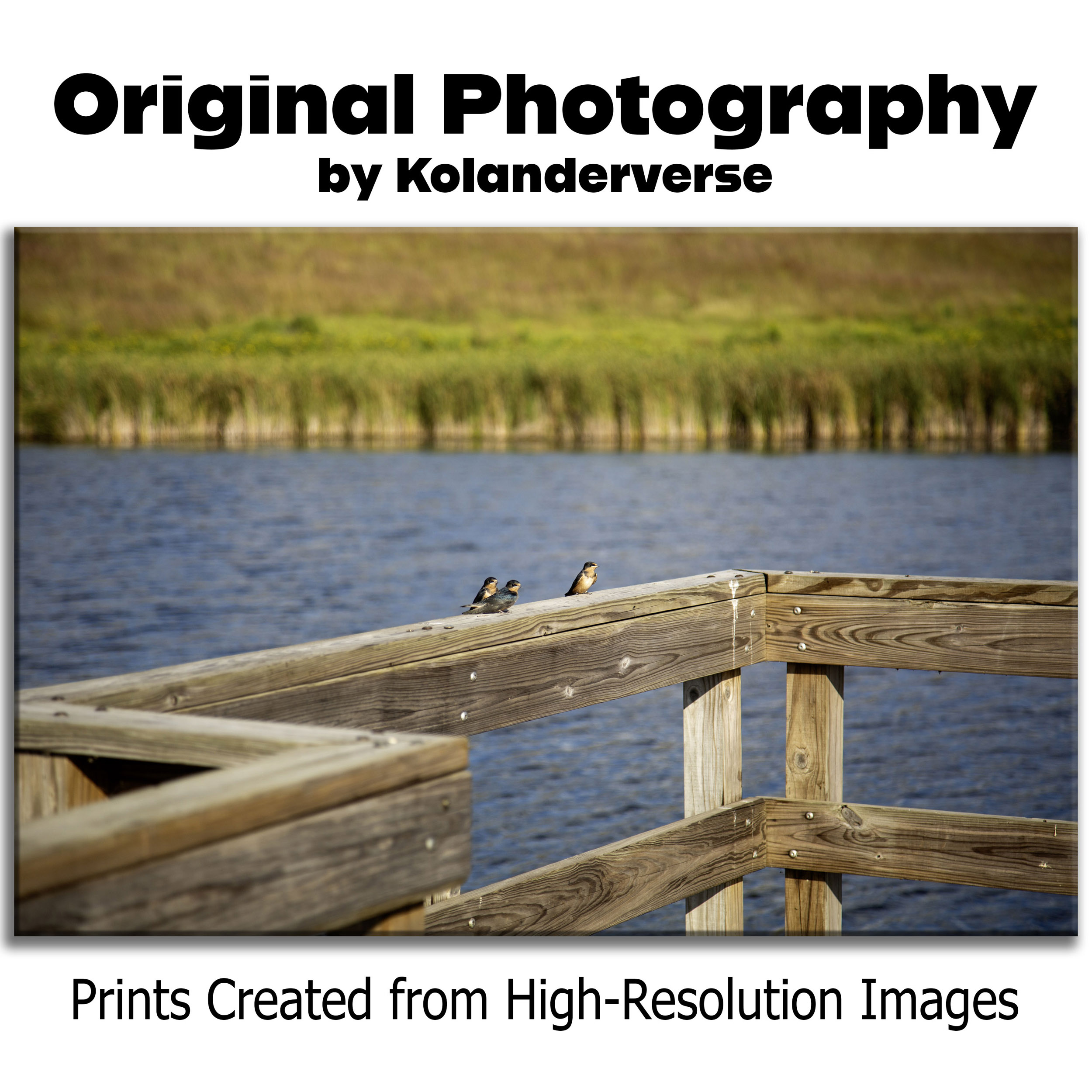 Barn Swallow Birds Wetlands - Giclée Poster Print - Wildlife Photography Minnesota Lake, Marsh Water Countryside Nature Décor #18 product thumbnail image