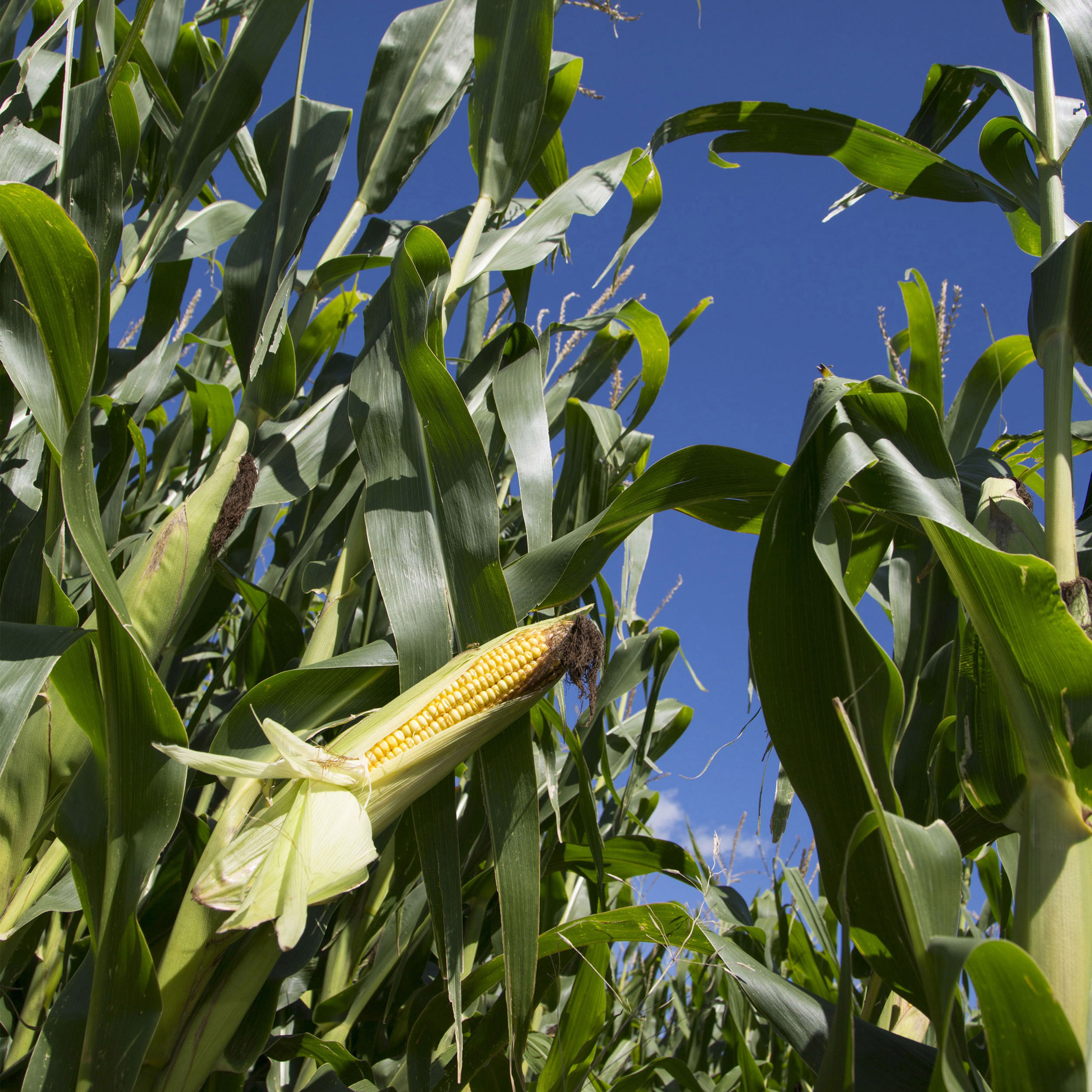 Golden Corn Field Close Up - Framed Print – Blue Sky Farm Photography Wall Art, Country Landscape - Rustic Harvest Nature Decor #19 product thumbnail image Golden Corn Field Close Up - Framed Print – Blue Sky Farm Photography Wall Art, Country Landscape - Rustic Harvest Nature Decor #19 product thumbnail image