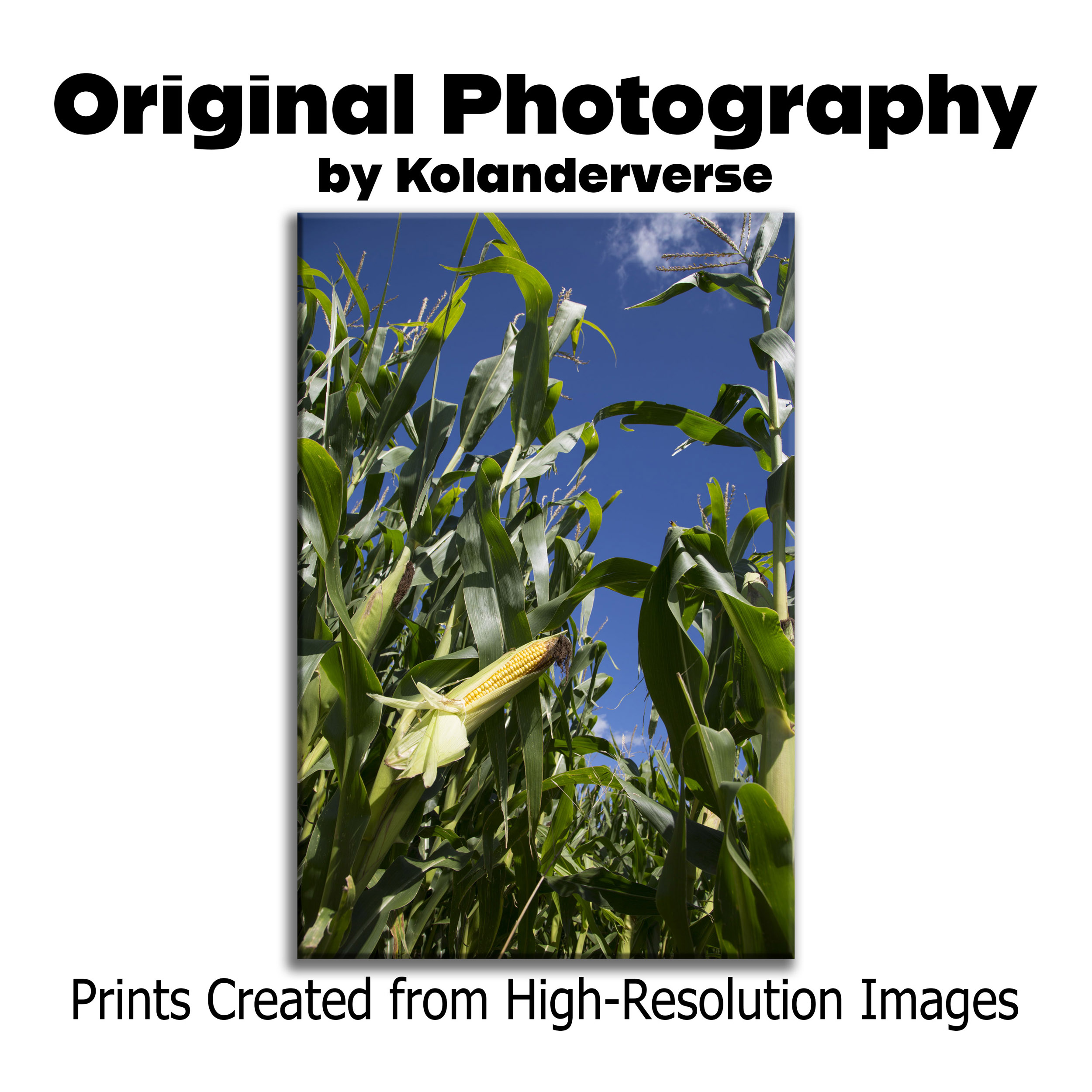 Golden Corn Field Close Up - Giclée Poster Print – Blue Sky Farm Photography Wall Art, Country Landscape - Rustic Harvest Nature Decor #19 product thumbnail image Golden Corn Field Close Up - Giclée Poster Print – Blue Sky Farm Photography Wall Art, Country Landscape - Rustic Harvest Nature Decor #19 product thumbnail image