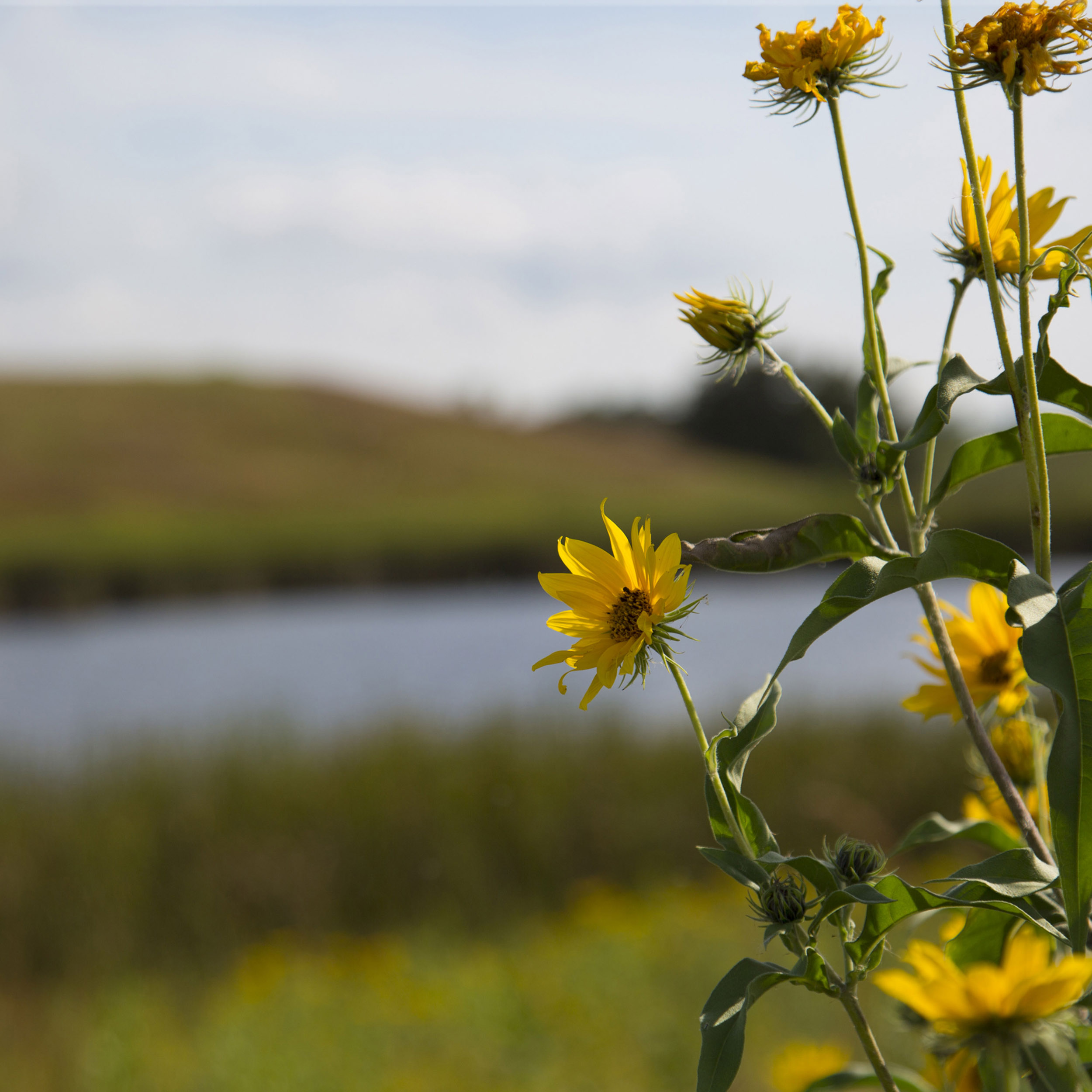 Sunflower Wildflowers - Canvas Print - Cottagecore Botanical Wild Flowers Home Wall Deco, Floral Art Photography, Rustic Boho-chic #20 Sunflower Wildflowers - Canvas Print - Cottagecore Botanical Wild Flowers Home Wall Deco, Floral Art Photography, Rustic Boho-chic #20