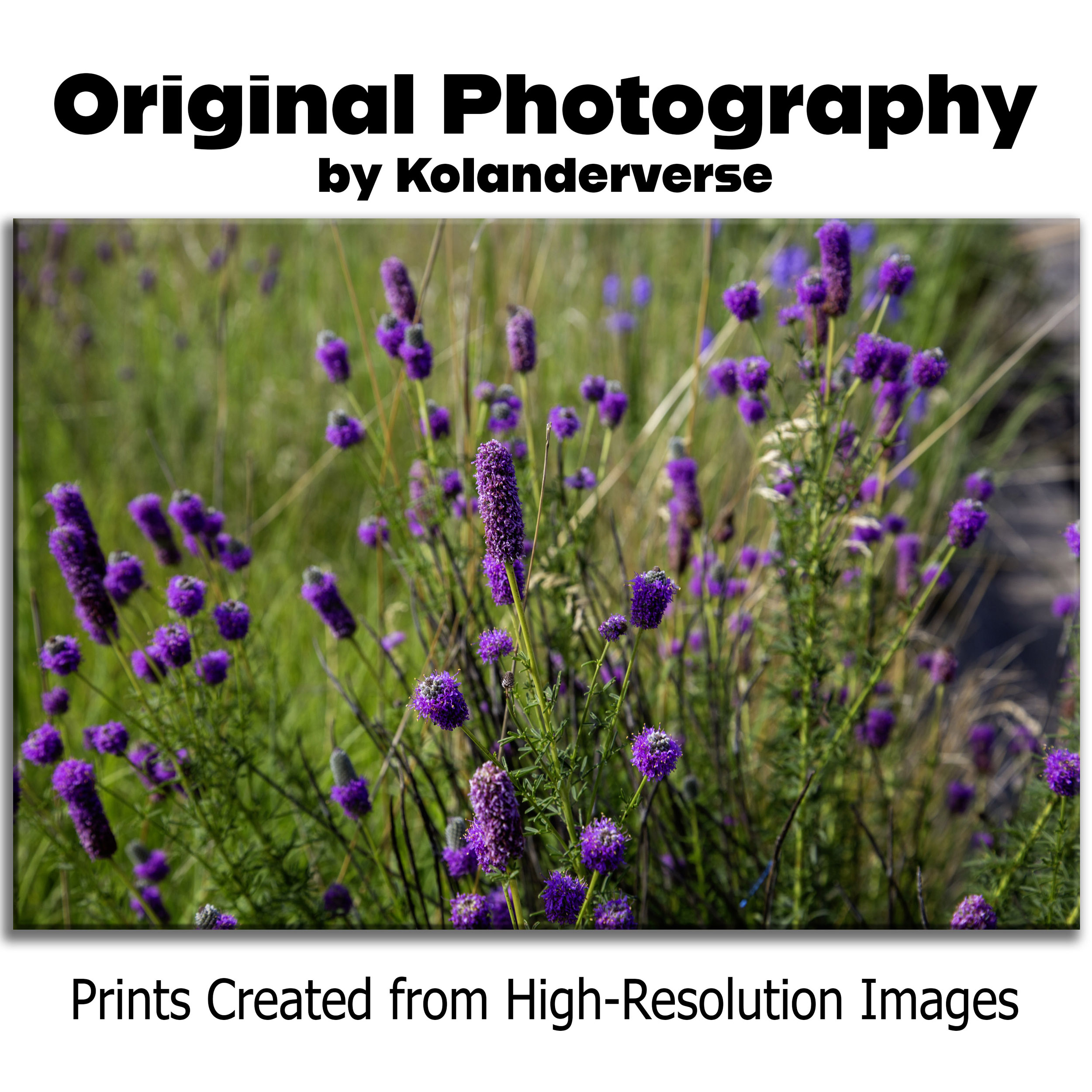 Purple Prairie Clover Flowers - Canvas Print - Midwest Wildflowers Picture Artwork, Botanical Floral Wall Art Décor #22 product thumbnail image Purple Prairie Clover Flowers - Canvas Print - Midwest Wildflowers Picture Artwork, Botanical Floral Wall Art Décor #22 product thumbnail image