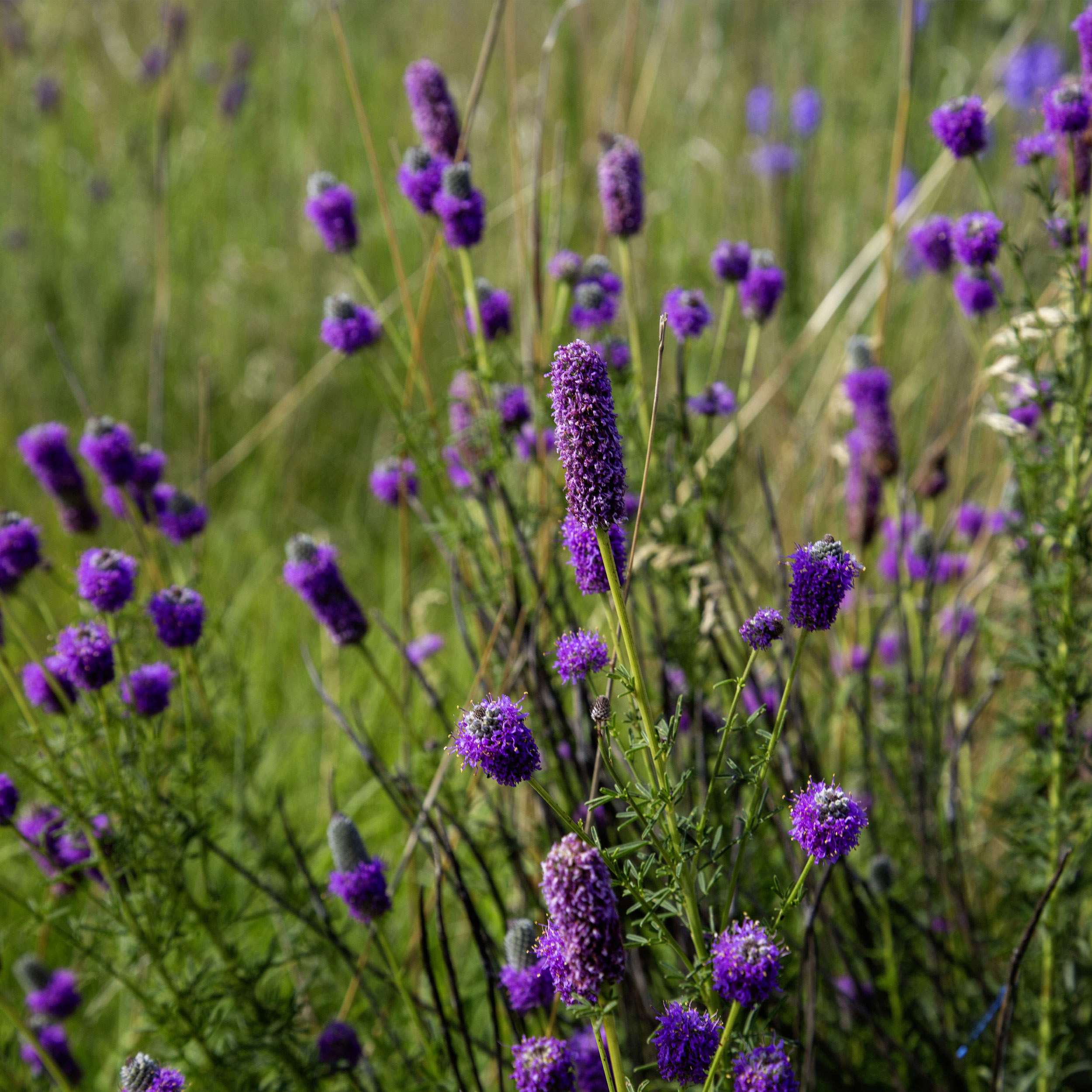 Purple Prairie Clover Flowers - Canvas Print - Midwest Wildflowers Picture Artwork, Botanical Floral Wall Art Décor #22 Purple Prairie Clover Flowers - Canvas Print - Midwest Wildflowers Picture Artwork, Botanical Floral Wall Art Décor #22