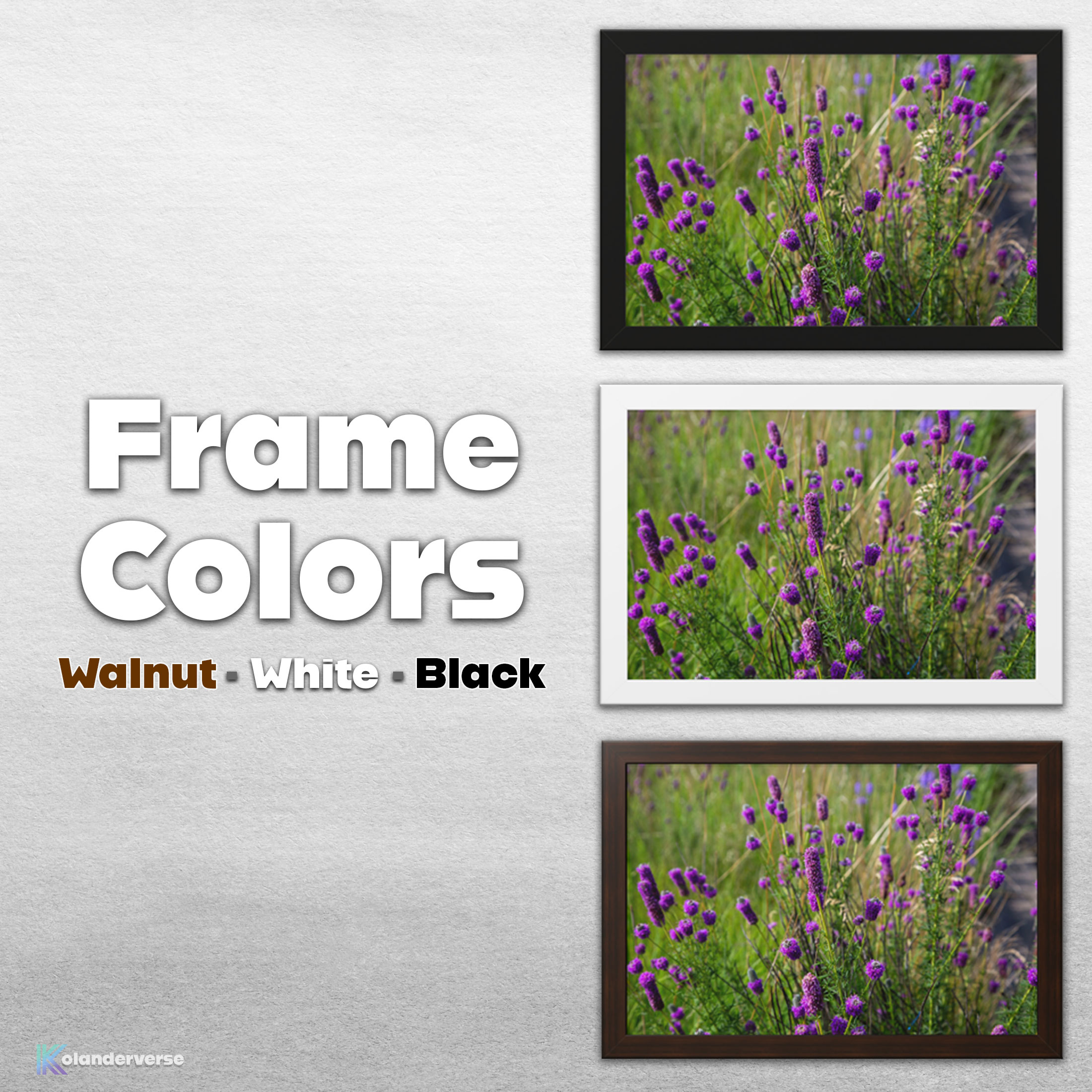 Purple Prairie Clover Flowers - Framed Print - Midwest Wildflowers Picture Artwork, Botanical Floral Wall Art Décor #22 product thumbnail image Purple Prairie Clover Flowers - Framed Print - Midwest Wildflowers Picture Artwork, Botanical Floral Wall Art Décor #22 product thumbnail image