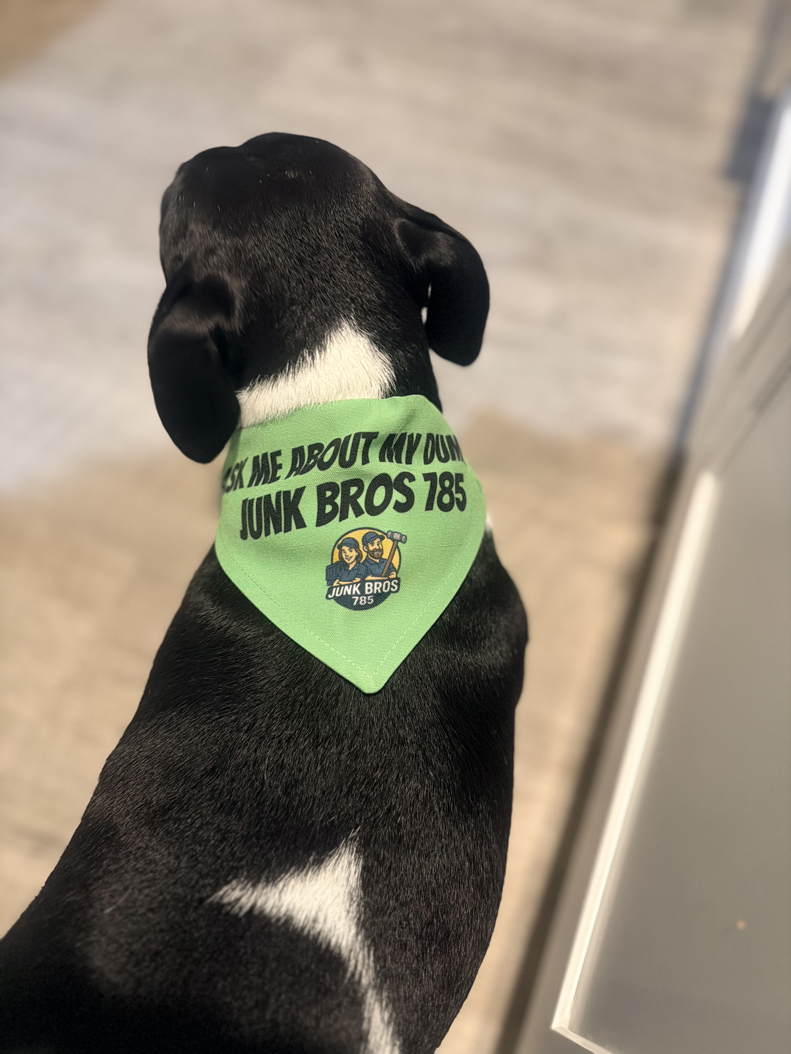 Ask Me About My Dumps | Funny Pet Accessory for Dogs and Cats | Perfect Gift for Pet Lovers and Special Occasions product thumbnail image