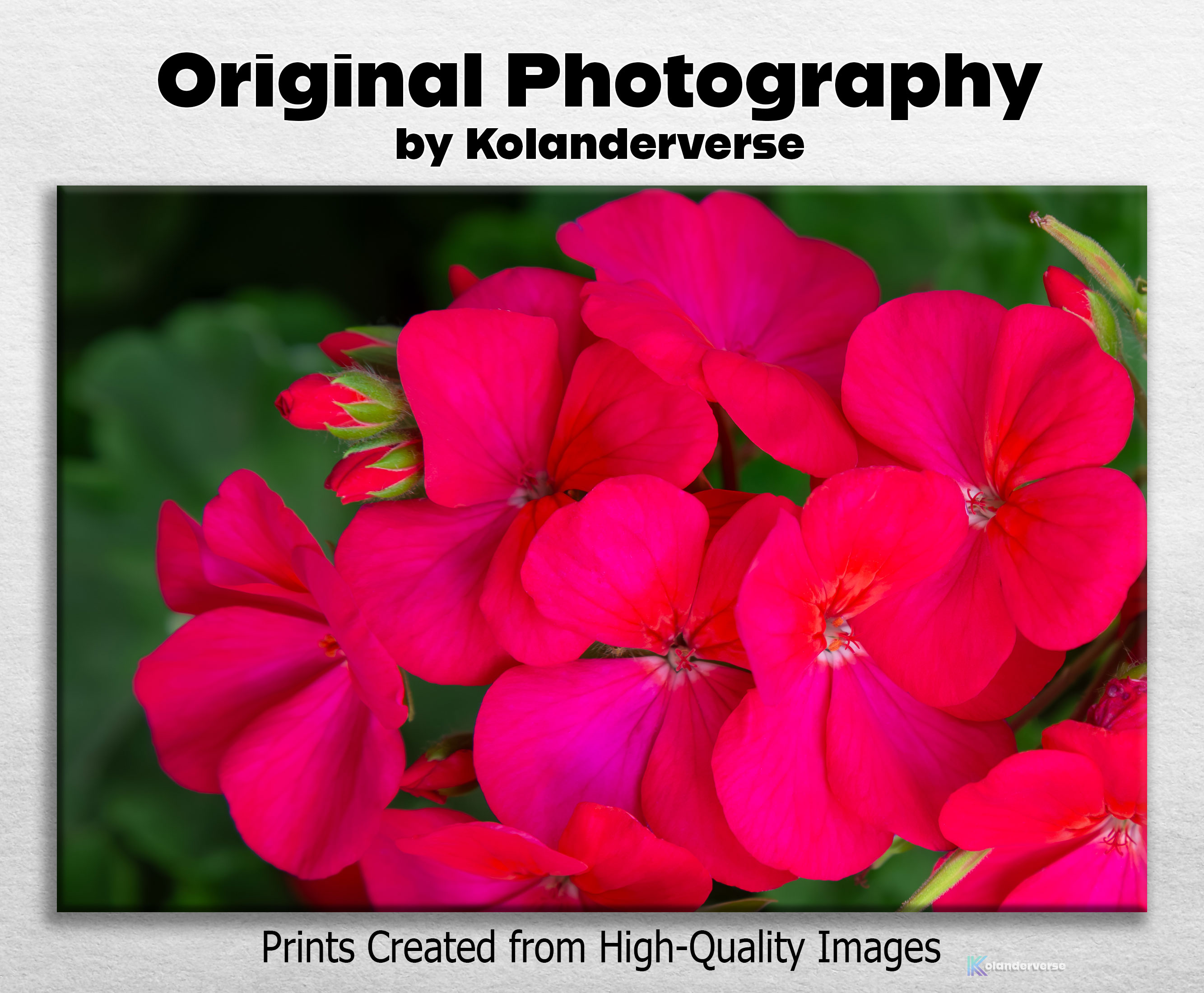 Bright Pink Geranium Flowers - Canvas Print - Close Up Floral Art #77 product thumbnail image
