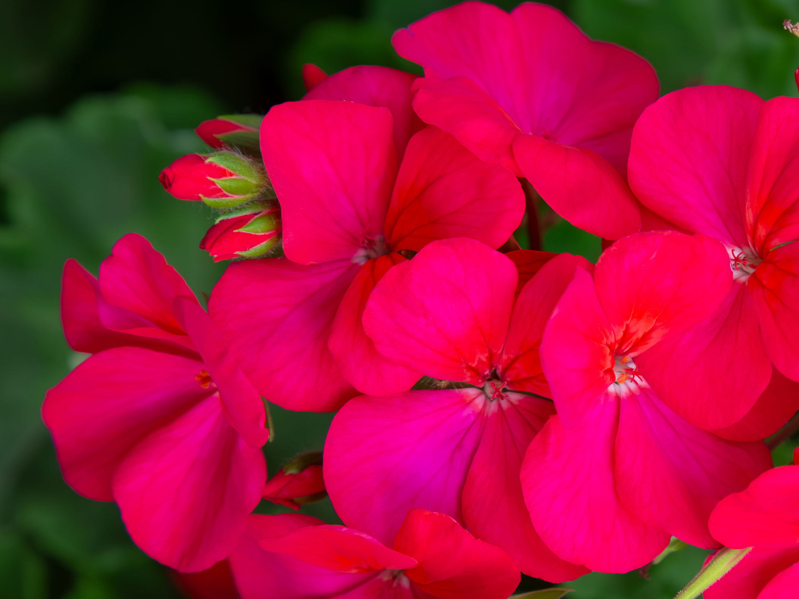 Bright Pink Geranium Flowers - Framed Print - Close Up Floral Art #77 product thumbnail image Bright Pink Geranium Flowers - Framed Print - Close Up Floral Art #77 product thumbnail image