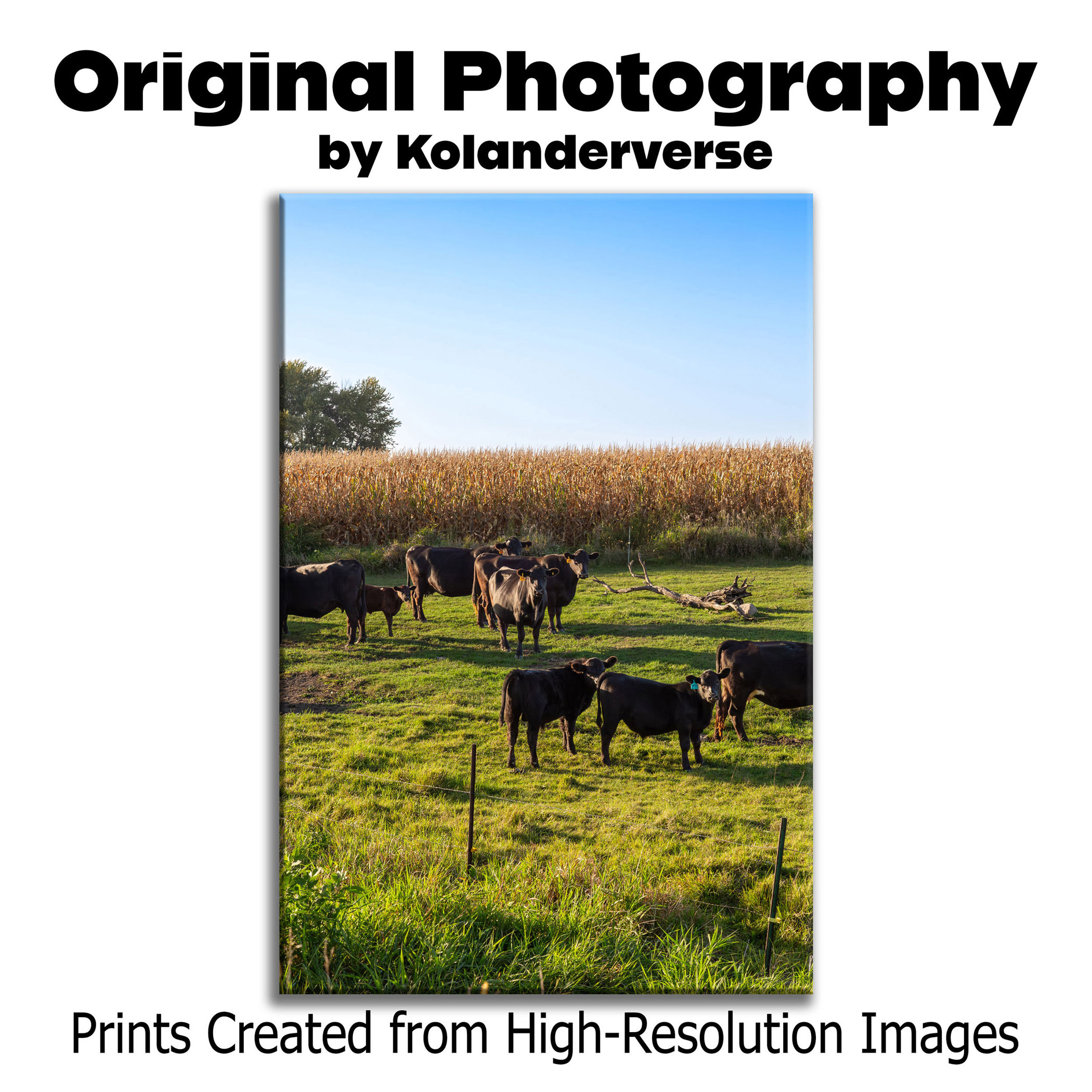 Black Angus Cattle in Green Pasture - Giclée Poster Print - Rural Country Farm Cornfield Landscape Wall Art #79 product thumbnail image