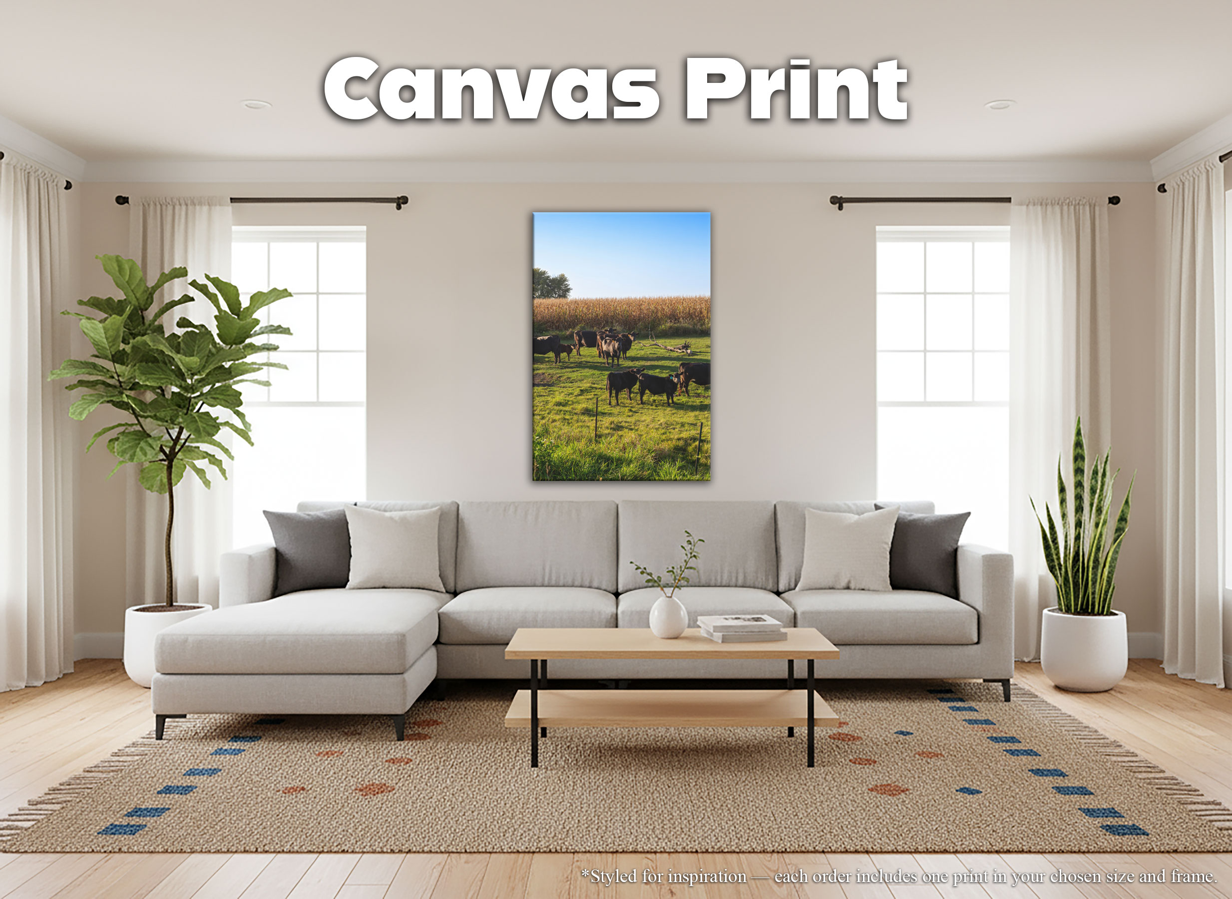 Black Angus Cattle in Green Pasture - Canvas Print - Rural Country Farm Cornfield Landscape Wall Art #79 product thumbnail image