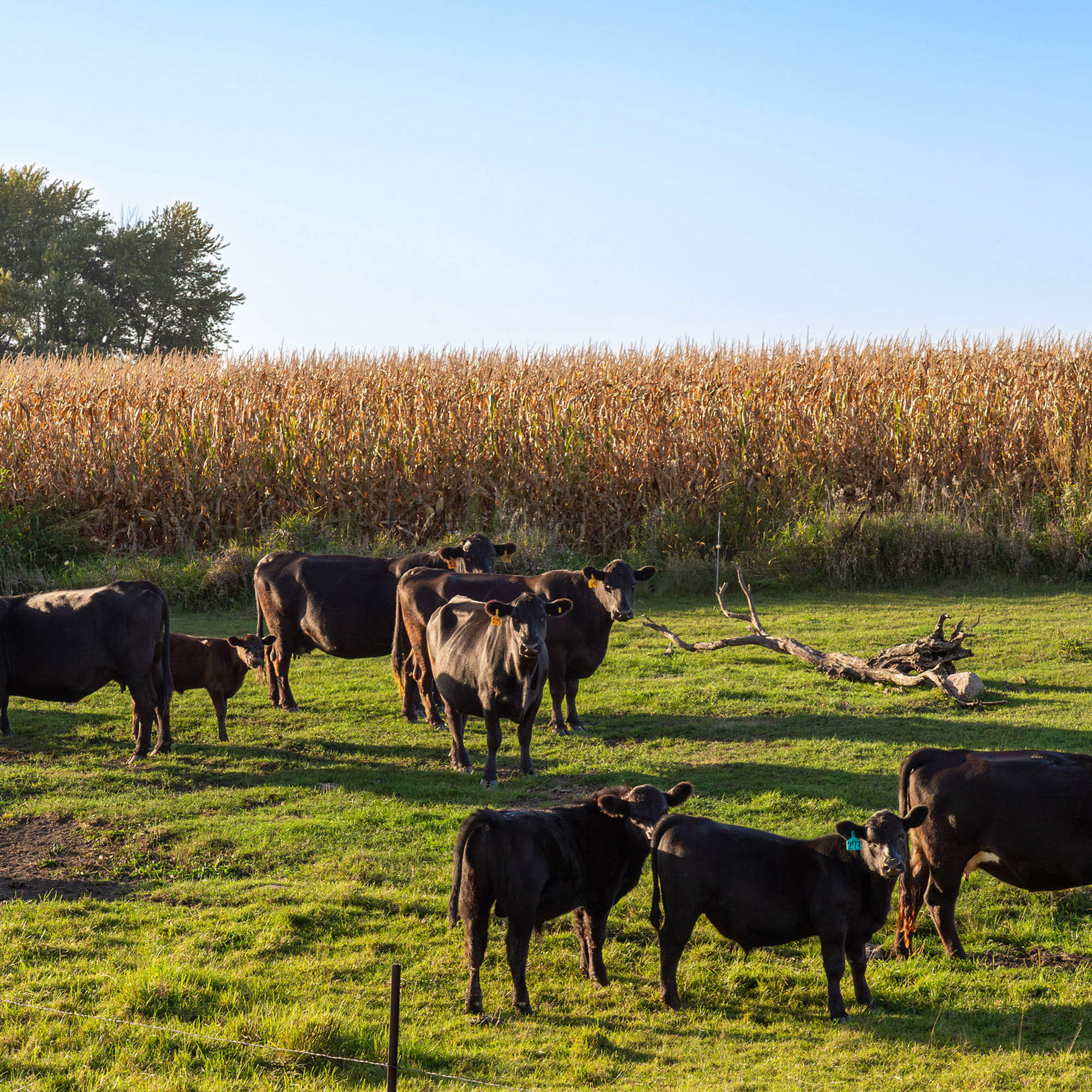 Black Angus Cattle in Green Pasture - Canvas Print - Rural Country Farm Cornfield Landscape Wall Art #79 product thumbnail image
