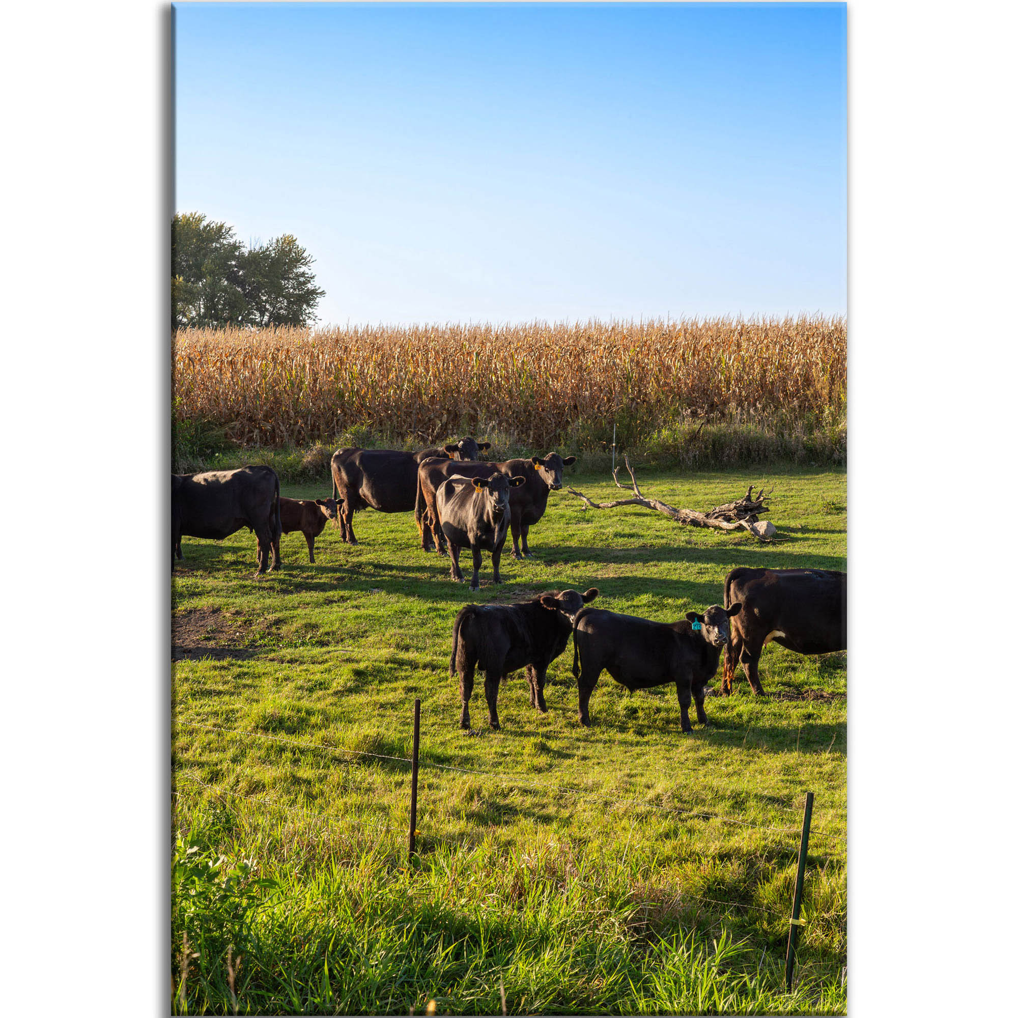 Black Angus Cattle in Green Pasture - Canvas Print - Rural Country Farm Cornfield Landscape Wall Art #79 product thumbnail image Black Angus Cattle in Green Pasture - Canvas Print - Rural Country Farm Cornfield Landscape Wall Art #79 product thumbnail image