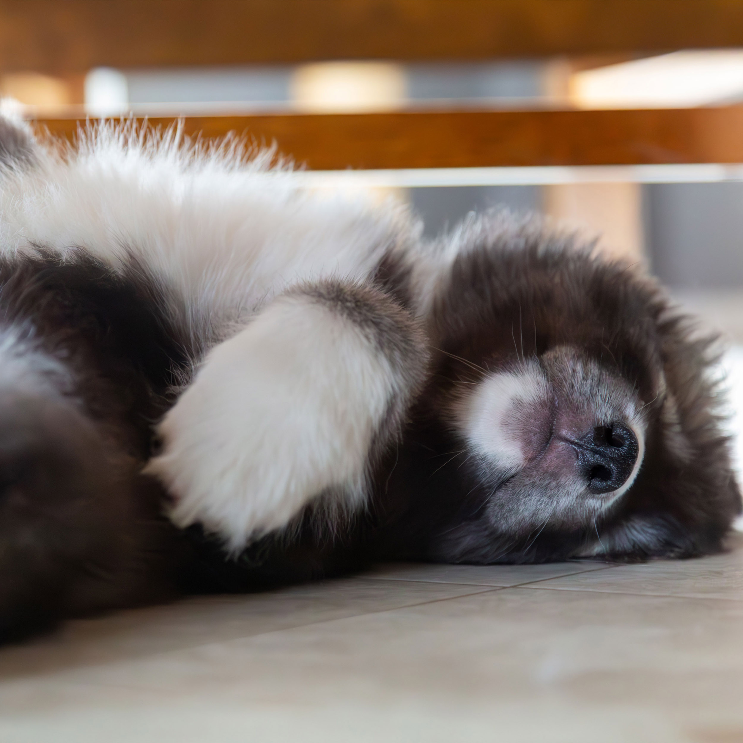 Husky Puppy Sleeping - Canvas Print - Rare Agouti Siberian Huskies Animal Home Décor #73 product thumbnail image Husky Puppy Sleeping - Canvas Print - Rare Agouti Siberian Huskies Animal Home Décor #73 product thumbnail image