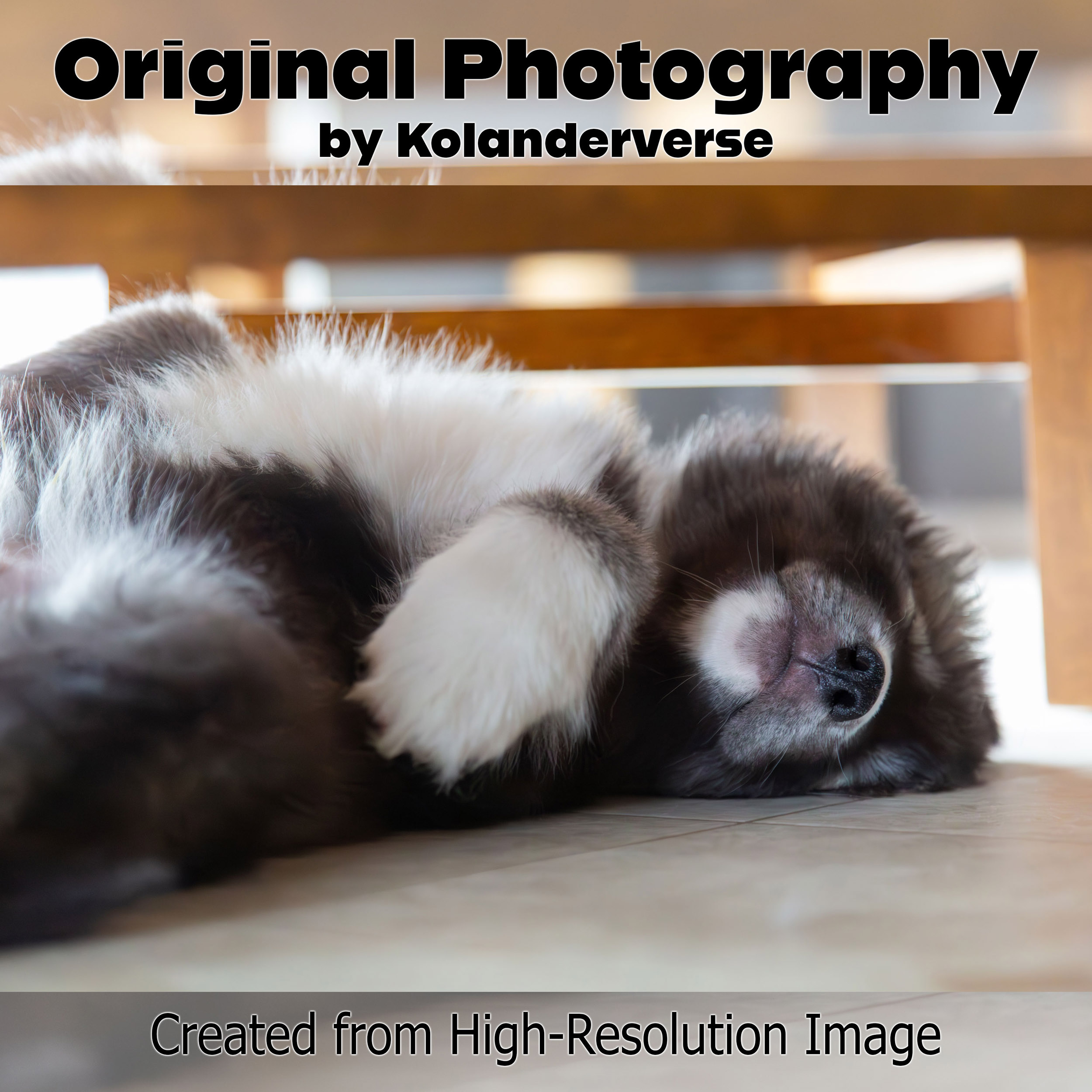 Husky Puppy Sleeping - Giclée Poster Print - Rare Agouti Siberian Huskies Animal Home Décor #73 product thumbnail image Husky Puppy Sleeping - Giclée Poster Print - Rare Agouti Siberian Huskies Animal Home Décor #73 product thumbnail image