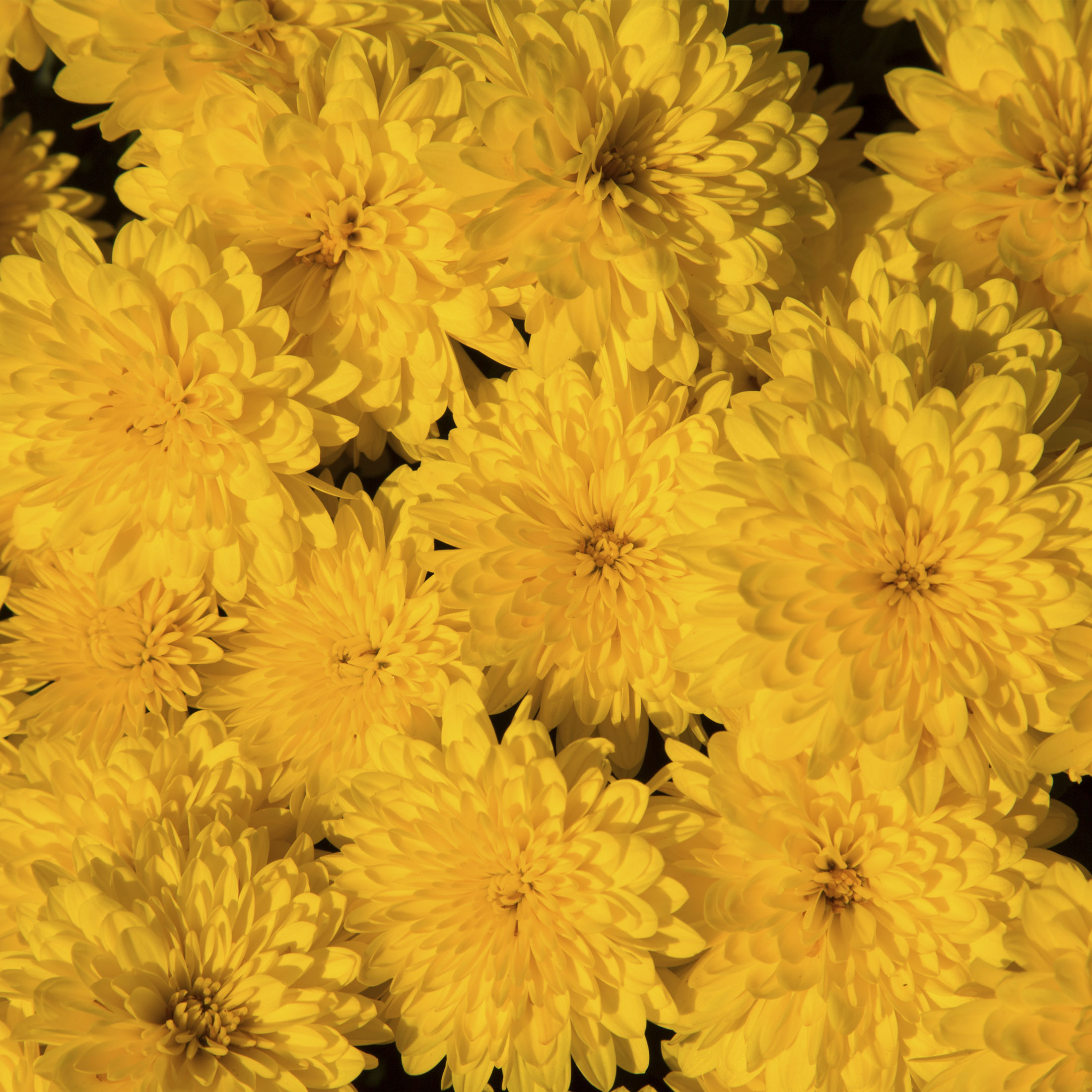 Golden Yellow Mum Flowers - Canvas Print - Bright Floral Garden Photography, Autumn Home Décor Wall Hanging #72