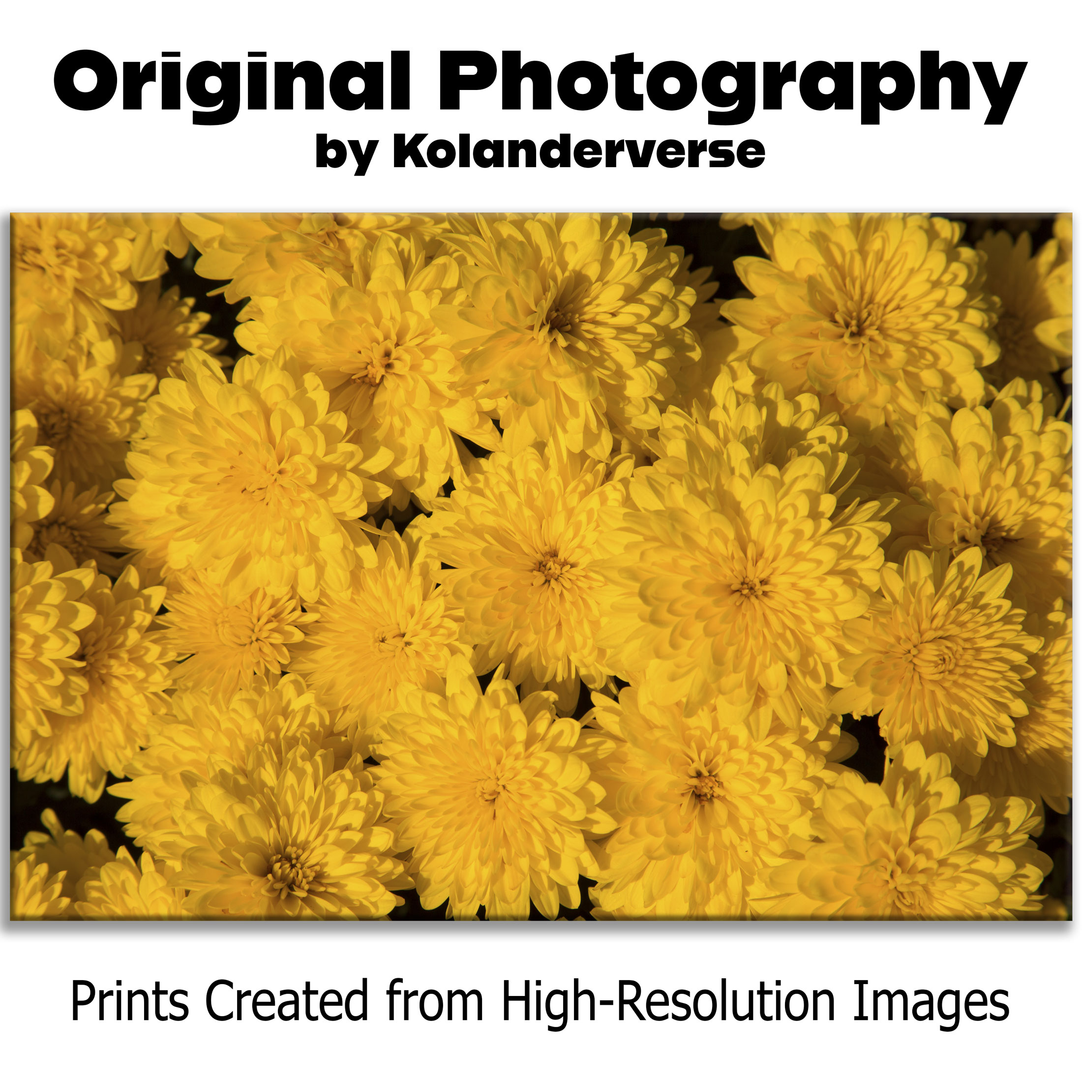 Golden Yellow Mum Flowers - Framed Print - Bright Floral Garden Photography, Autumn Home Décor Wall Hanging #72 product thumbnail image Golden Yellow Mum Flowers - Framed Print - Bright Floral Garden Photography, Autumn Home Décor Wall Hanging #72 product thumbnail image