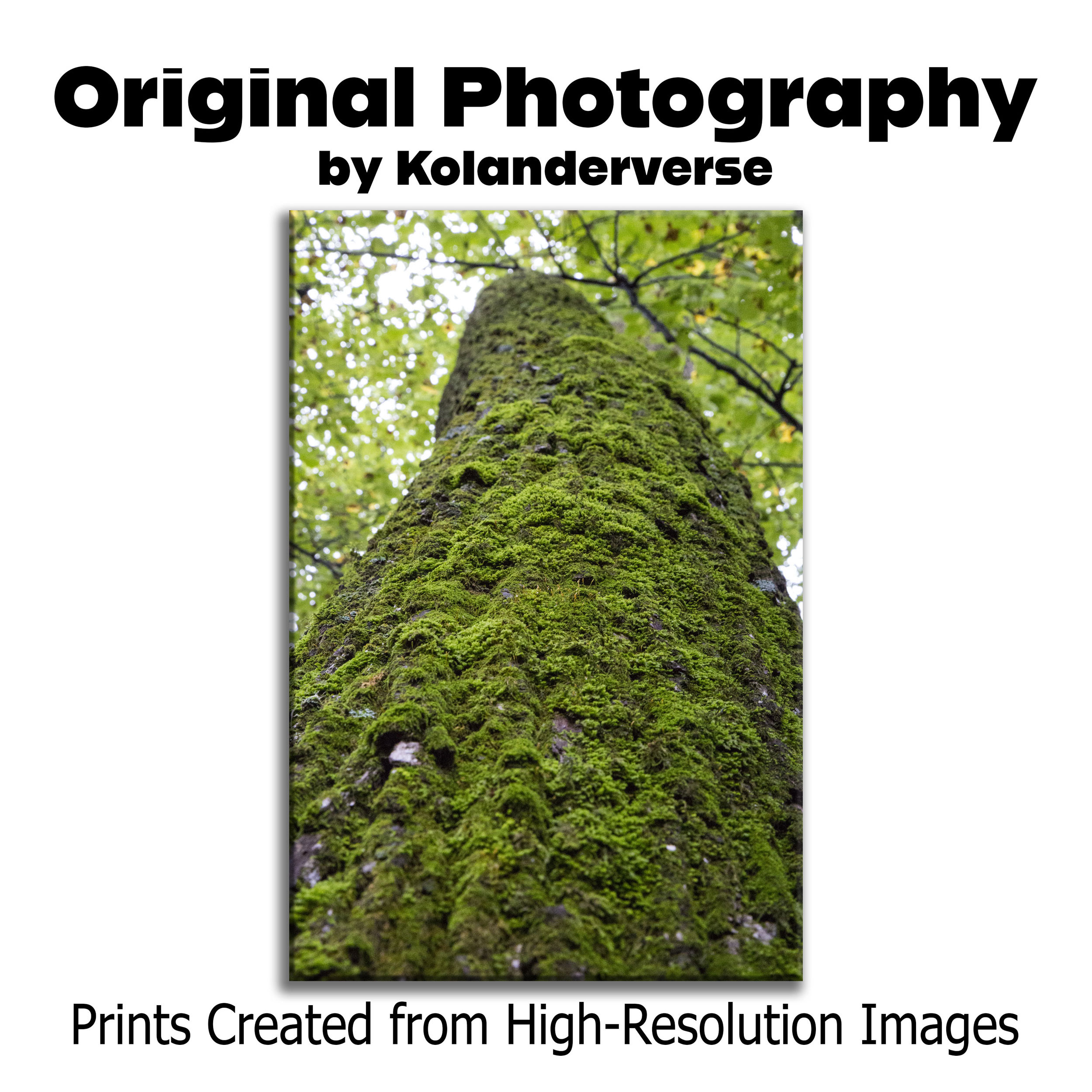 Moss Covered Tree Trunk in Forest – Framed Print - Rustic Woodland Wall Art Decor, Green Mossy Texture in Nature #26 product thumbnail image