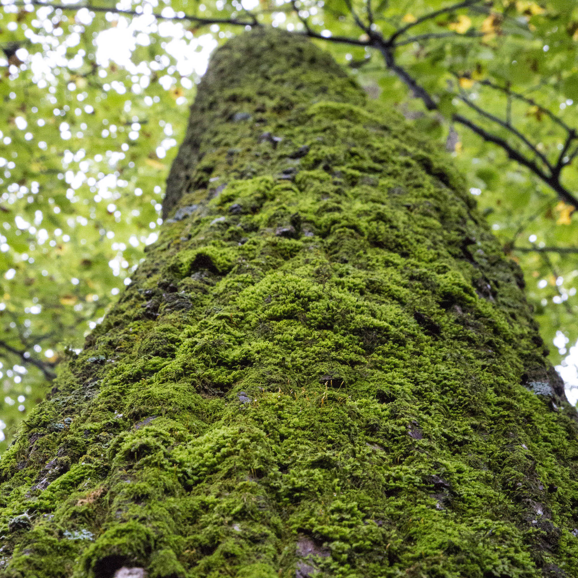 Moss Covered Tree Trunk in Forest – Canvas Print - Rustic Woodland Wall Art Decor, Green Mossy Texture in Nature #26 product thumbnail image