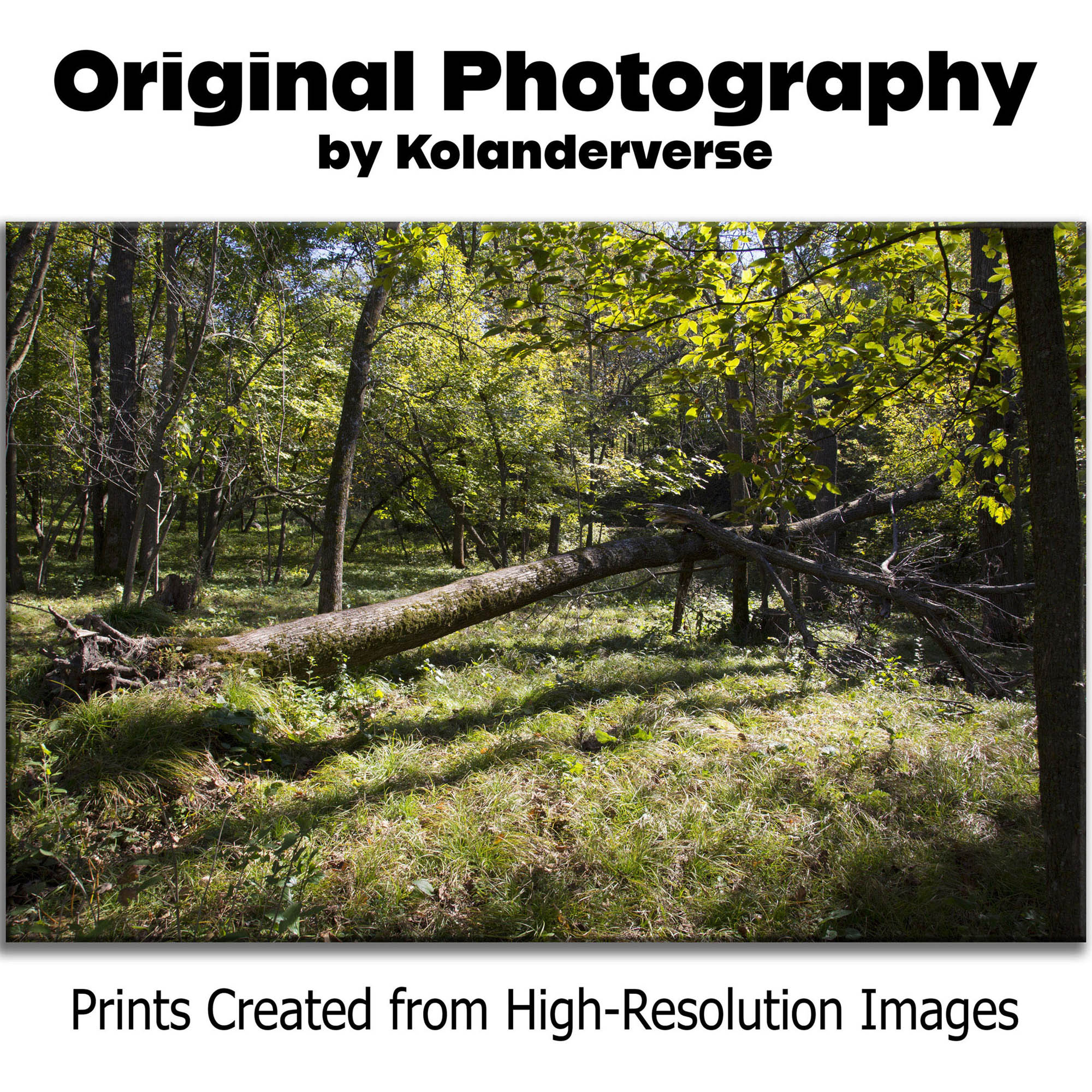 Golden Forest Light – Canvas Print - Sun Trees Woodland Photography, Nature Landscape Wall Art #27 product thumbnail image