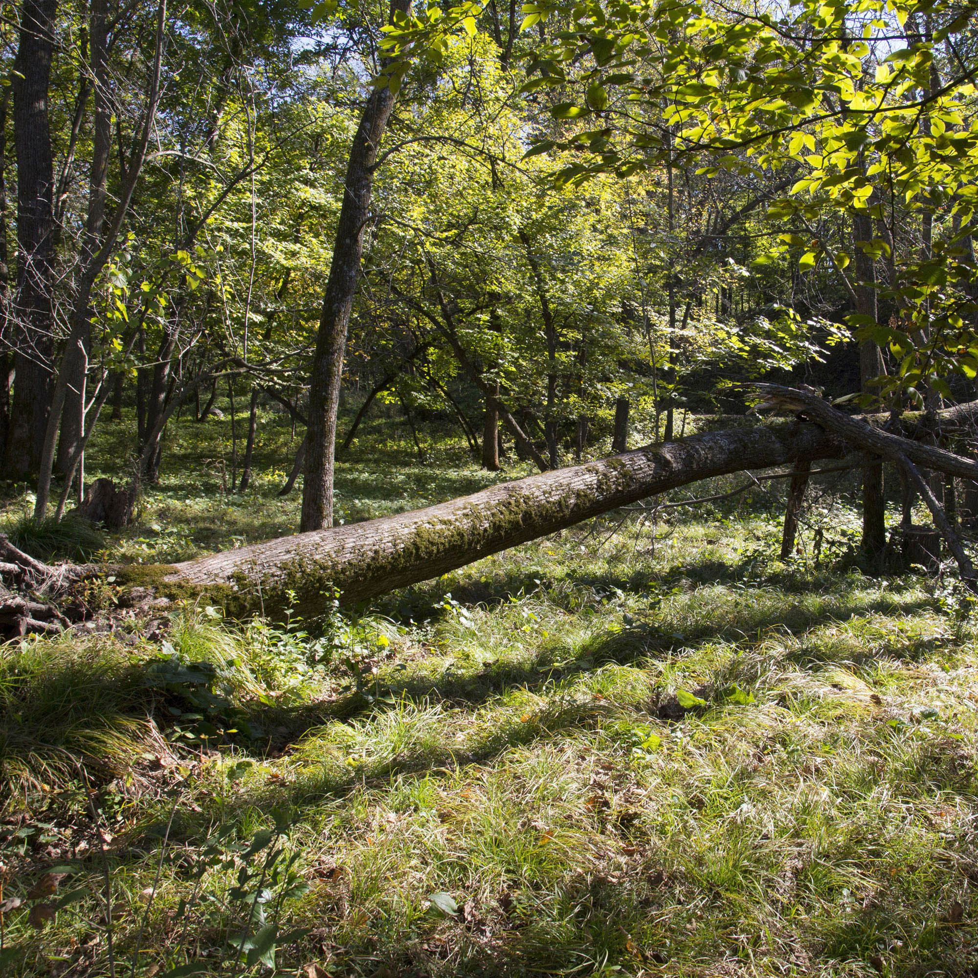 Golden Forest Light – Canvas Print - Sun Trees Woodland Photography, Nature Landscape Wall Art #27 product thumbnail image