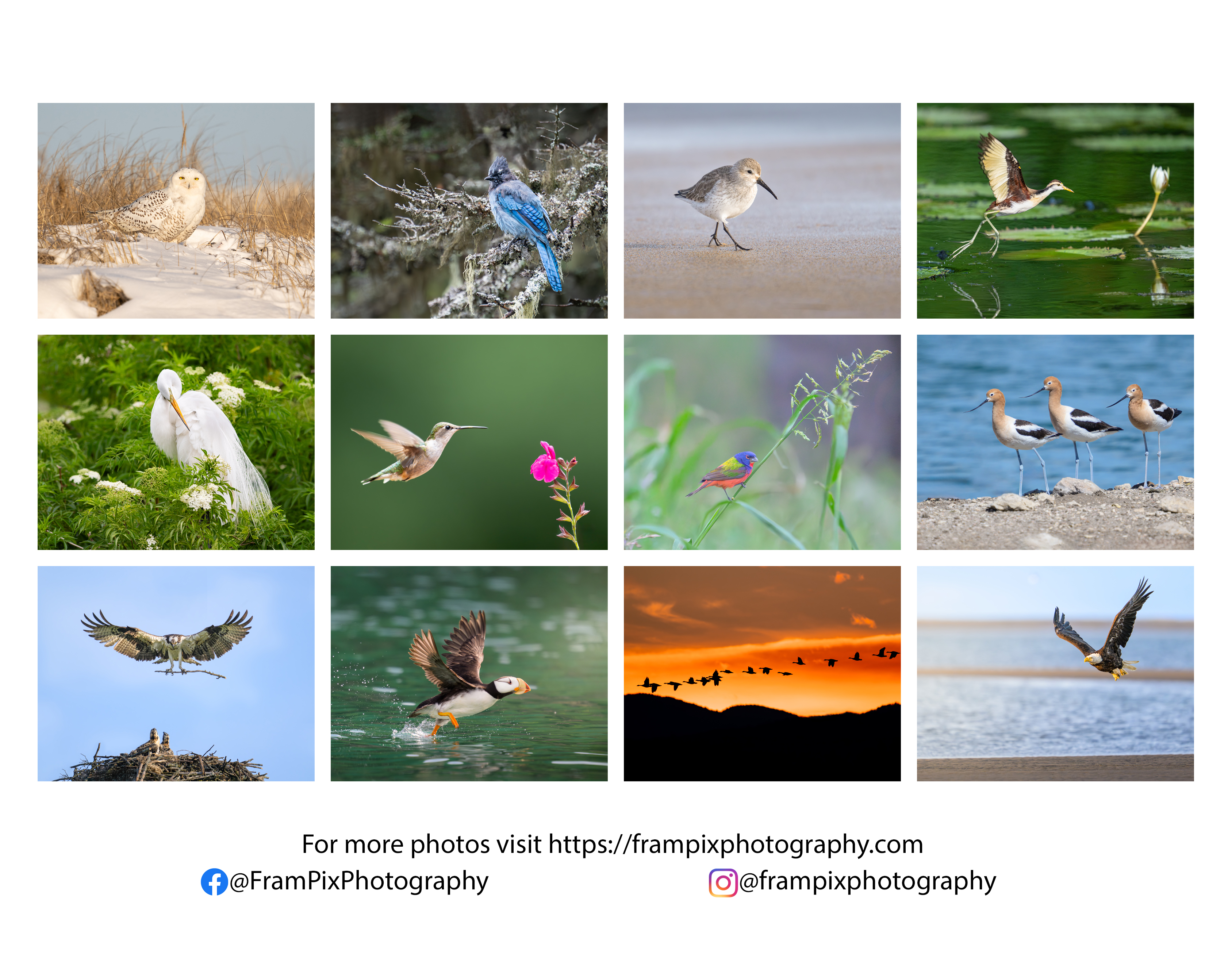 (Monday Start) Birds of North America - 2026 Calendar product thumbnail image