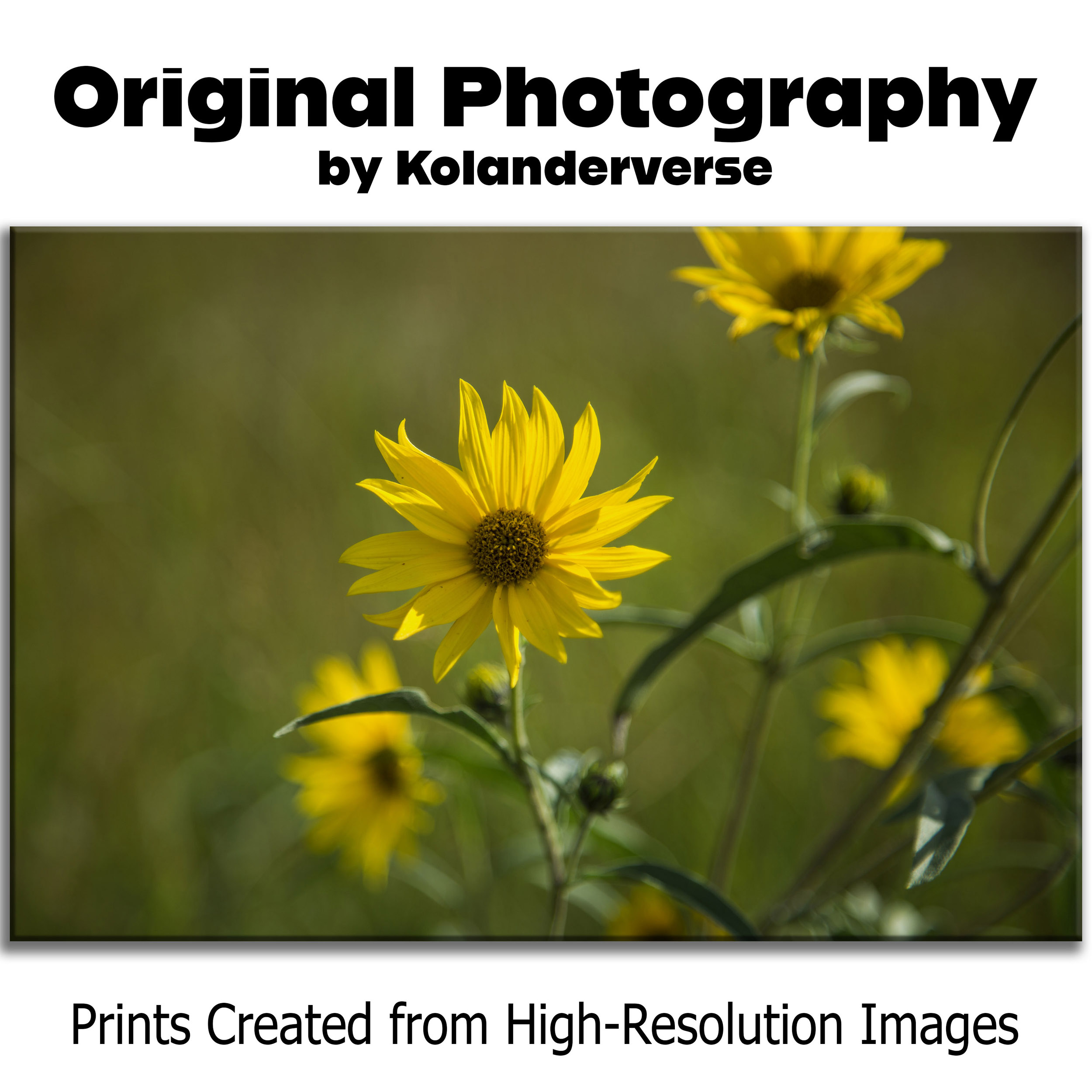 Wild Sunflower - Canvas Print – Yellow Prairie Flower Photography, Bright Floral Wall Art , Rustic Botanical Modern Décor #30 product thumbnail image Wild Sunflower - Canvas Print – Yellow Prairie Flower Photography, Bright Floral Wall Art , Rustic Botanical Modern Décor #30 product thumbnail image