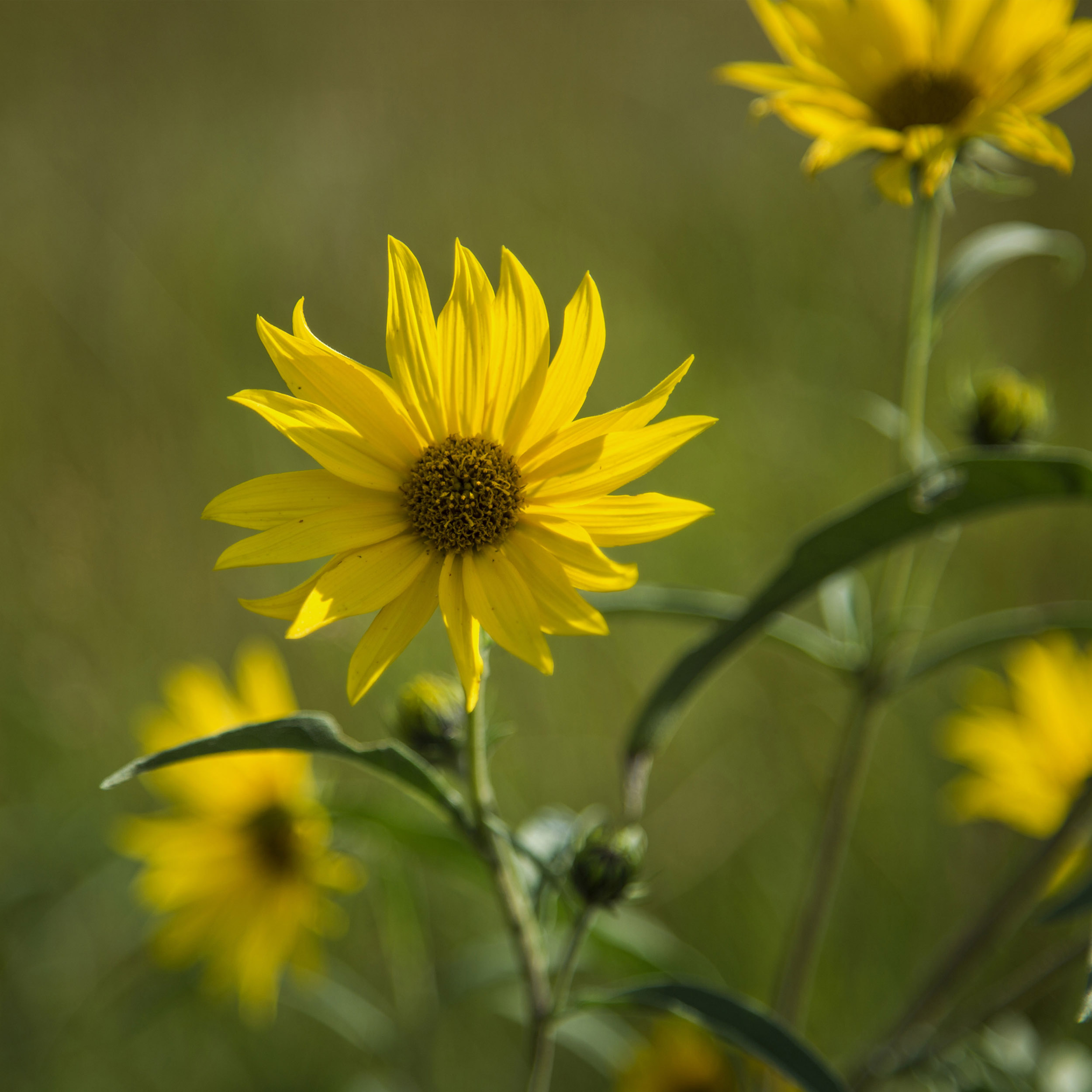 Wild Sunflower - Giclée Poster Print – Yellow Prairie Flower Photography, Bright Floral Wall Art , Rustic Botanical Modern Décor #30 product thumbnail image Wild Sunflower - Giclée Poster Print – Yellow Prairie Flower Photography, Bright Floral Wall Art , Rustic Botanical Modern Décor #30 product thumbnail image