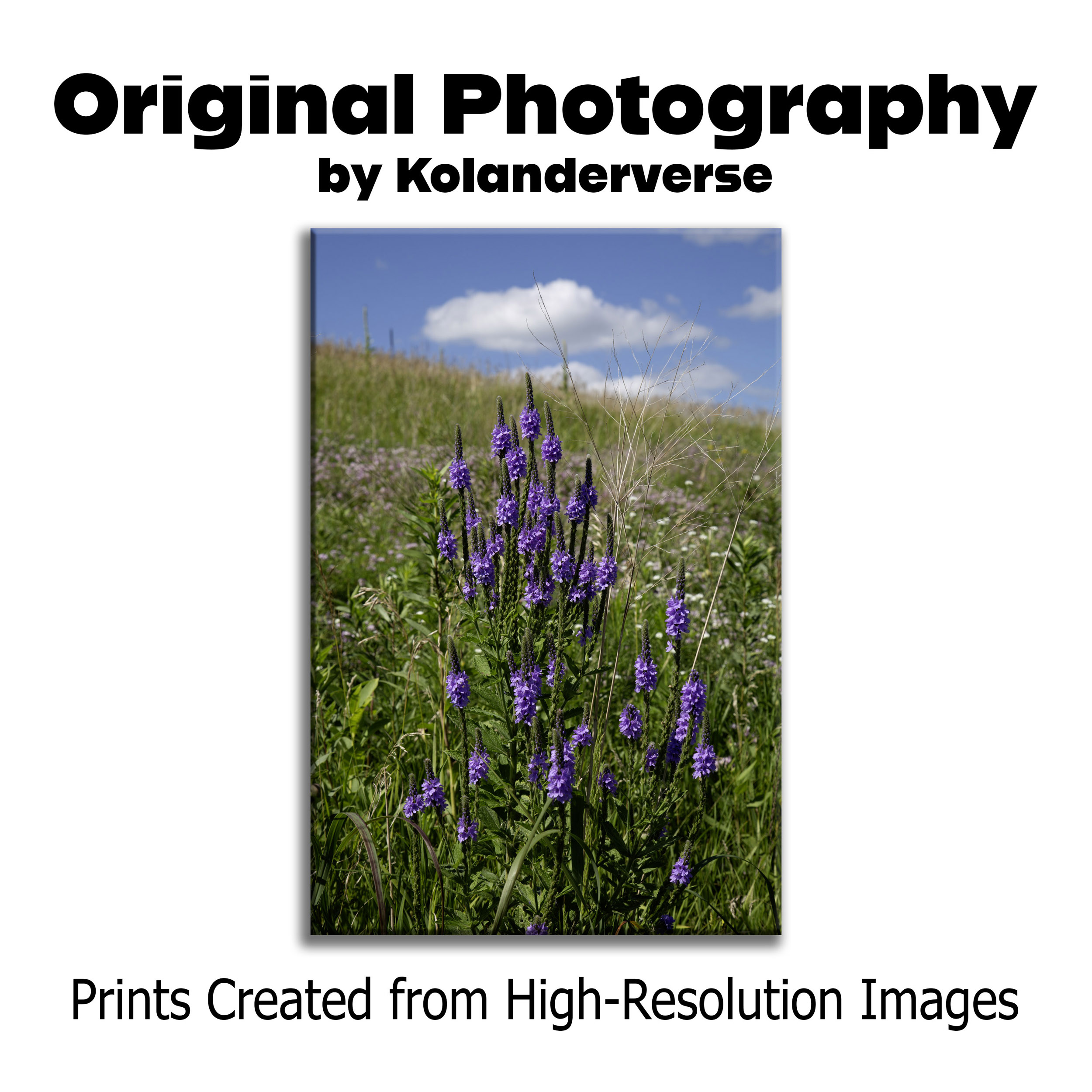 Purple Vervain Wildflower - Canvas Print - Wild Flower Prairie Nature Wall Art - Botanical Bedroom Décor #32 product thumbnail image Purple Vervain Wildflower - Canvas Print - Wild Flower Prairie Nature Wall Art - Botanical Bedroom Décor #32 product thumbnail image