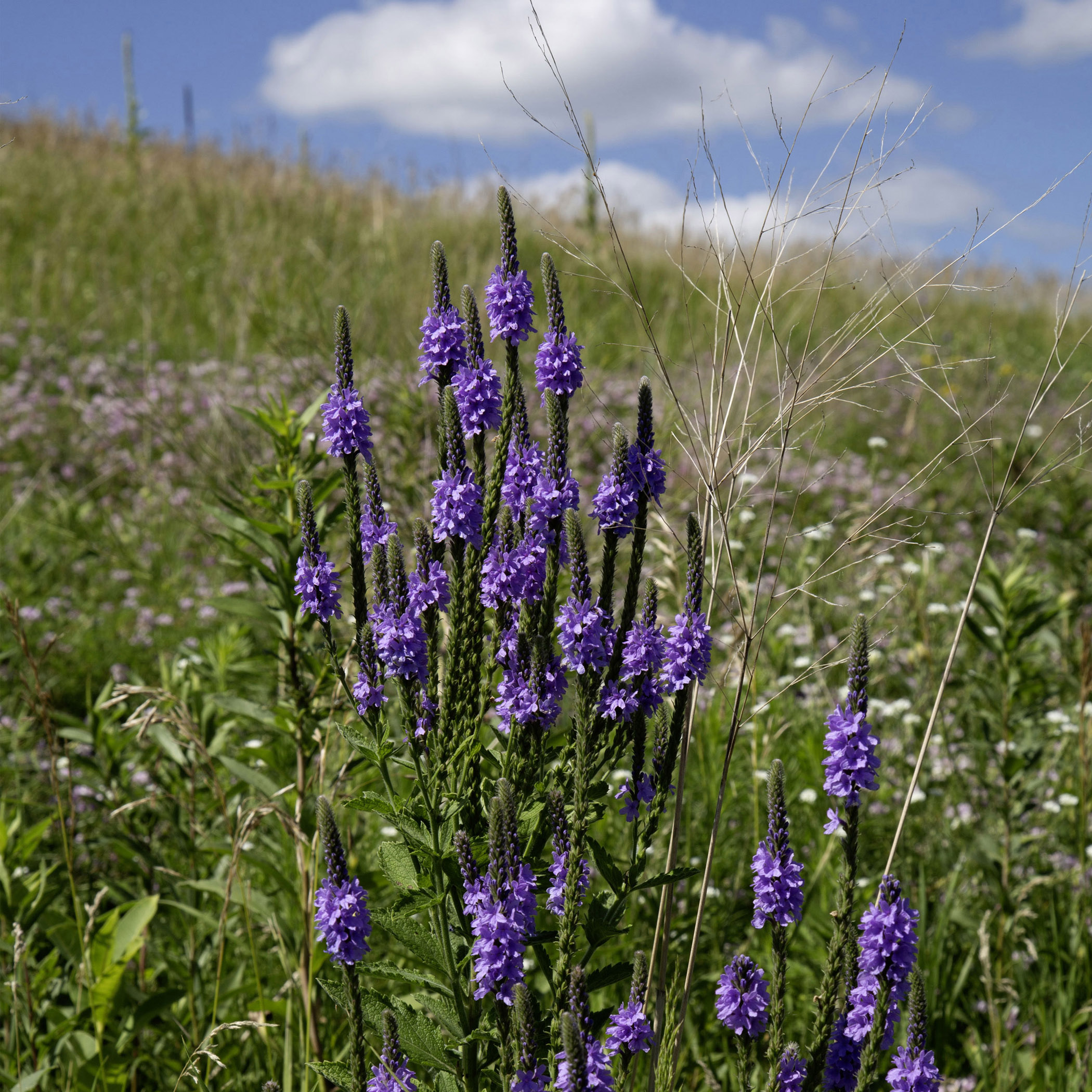 Purple Vervain Wildflower - Canvas Print - Wild Flower Prairie Nature Wall Art - Botanical Bedroom Décor #32 product thumbnail image Purple Vervain Wildflower - Canvas Print - Wild Flower Prairie Nature Wall Art - Botanical Bedroom Décor #32 product thumbnail image