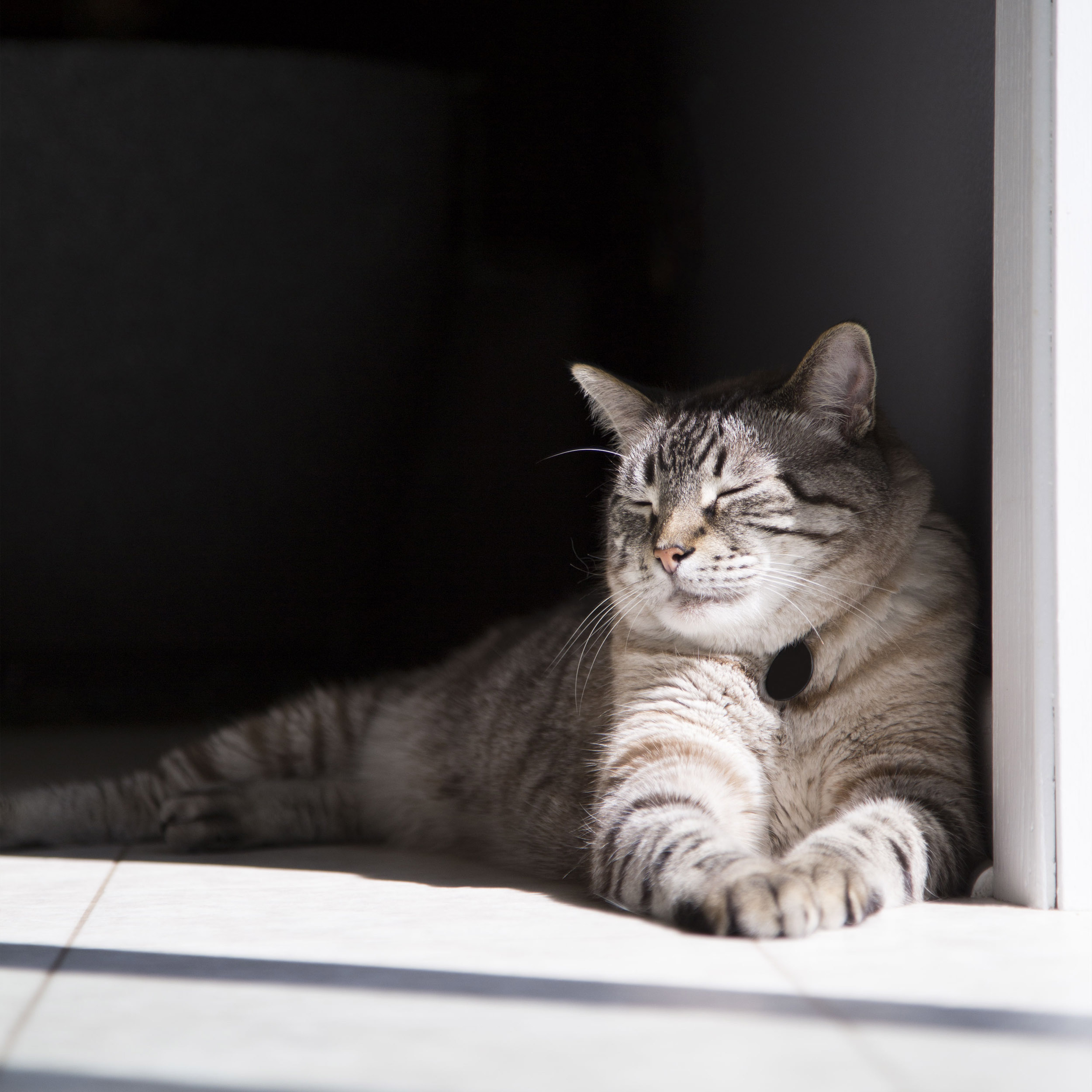 Siamese Lynx Point Cat - Framed Print - Relaxed Feline in Sunshine Photography #33 product thumbnail image Siamese Lynx Point Cat - Framed Print - Relaxed Feline in Sunshine Photography #33 product thumbnail image