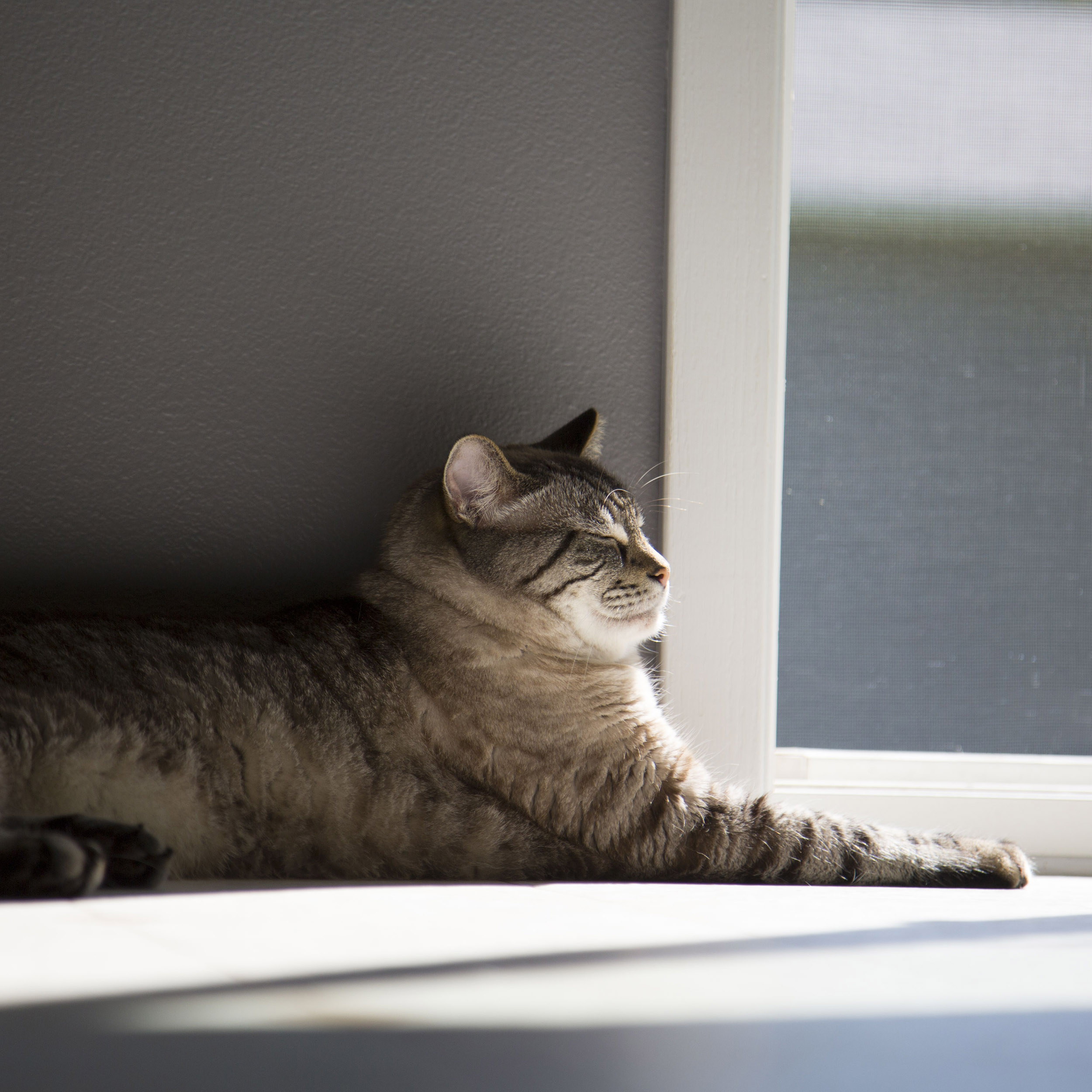 Sunlit Siamese Cat - Canvas Print - Cozy Feline in Sunshine Photography #34 product thumbnail image Sunlit Siamese Cat - Canvas Print - Cozy Feline in Sunshine Photography #34 product thumbnail image