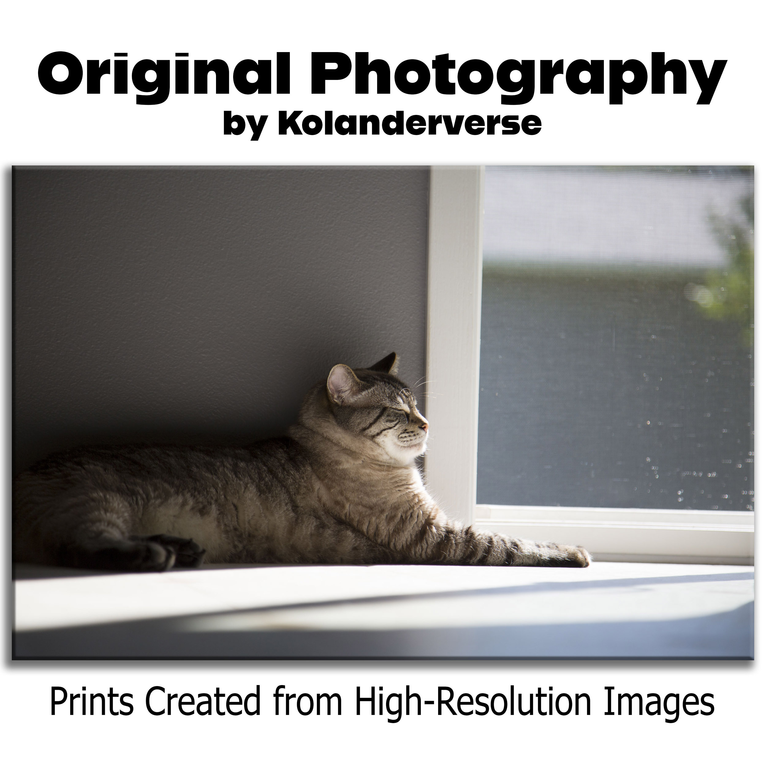 Sunlit Siamese Cat - Framed Print - Cozy Feline in Sunshine Photography #34 product thumbnail image