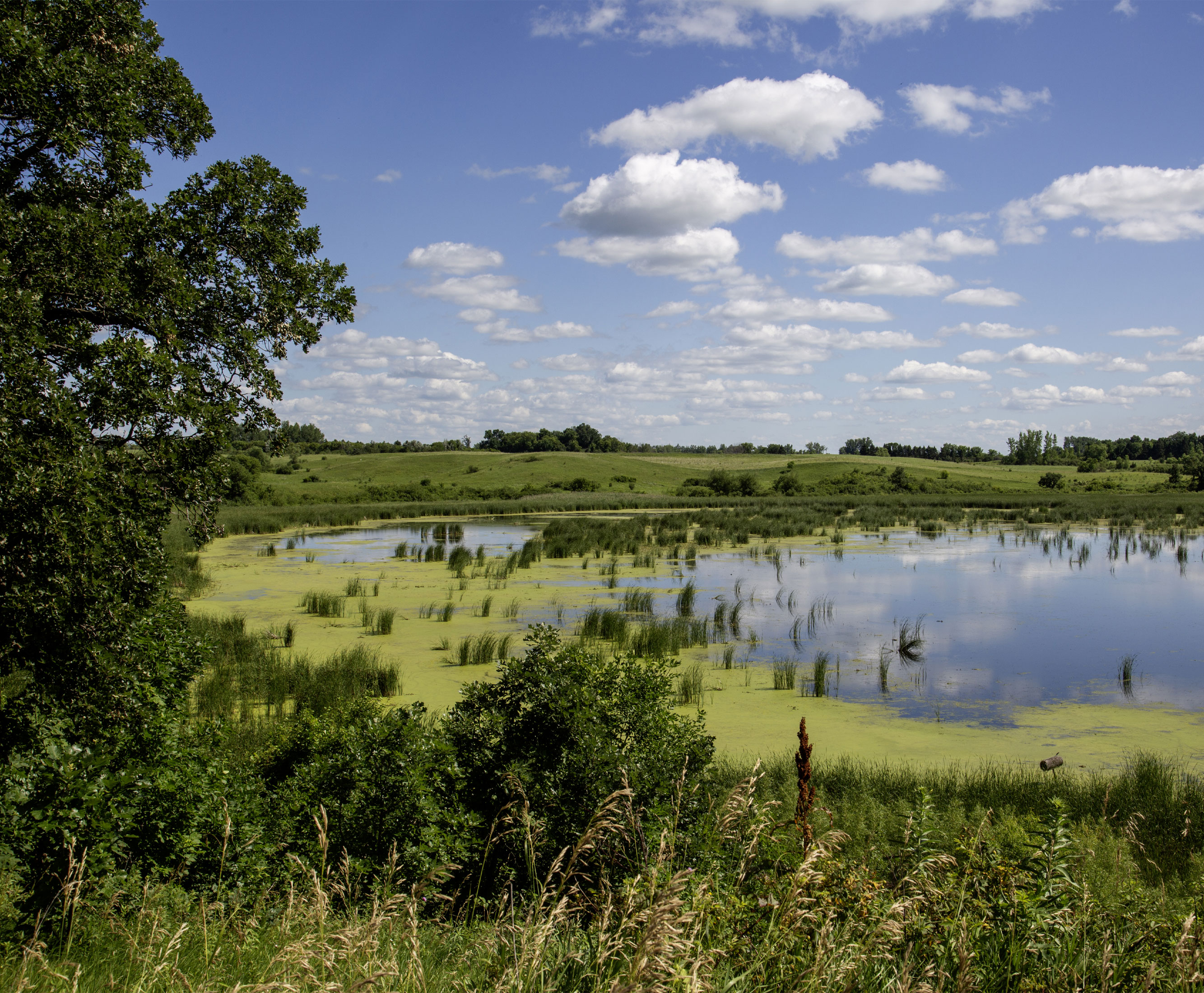 Marsh Slough Landscape - Canvas Print - Blue Sky Reflection with Reeds and Green Water Scene Photography #35 Marsh Slough Landscape - Canvas Print - Blue Sky Reflection with Reeds and Green Water Scene Photography #35