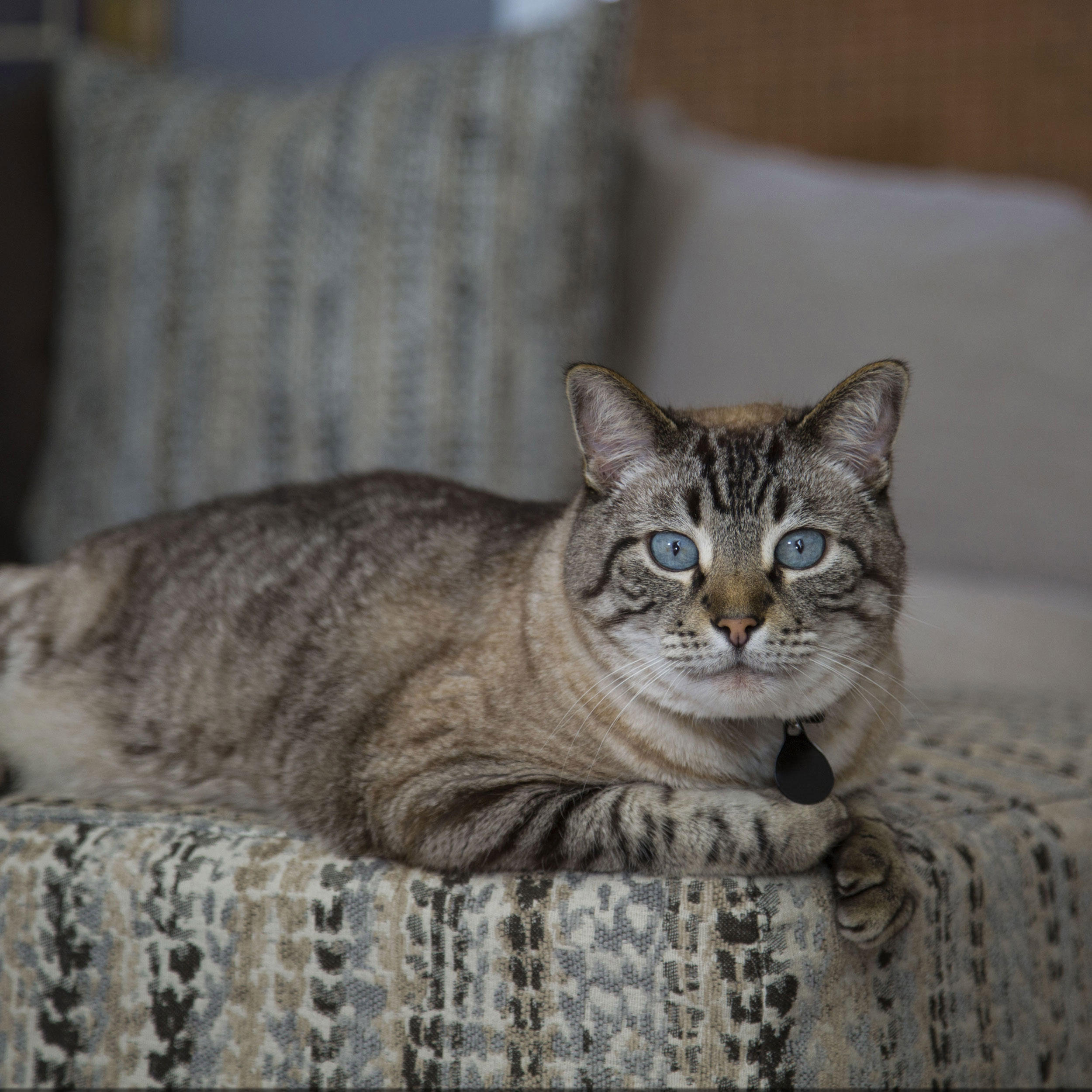 Blue-Eyed Siamese Lynx Point Cat - Canvas Print – Elegant Feline Photography #36 Blue-Eyed Siamese Lynx Point Cat - Canvas Print – Elegant Feline Photography #36