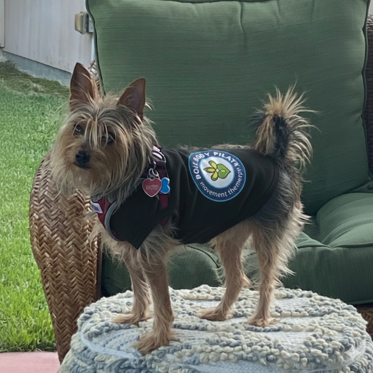 Dog Apparel - Pet Tank Top for Active Pets Full Body Pilates Official, Cute Dog Apparel for Summer, Ideal Gift for Pet Lovers, Dog Birthday Outfit, Fun Pet Fashion product thumbnail image Dog Apparel - Pet Tank Top for Active Pets Full Body Pilates Official, Cute Dog Apparel for Summer, Ideal Gift for Pet Lovers, Dog Birthday Outfit, Fun Pet Fashion product thumbnail image