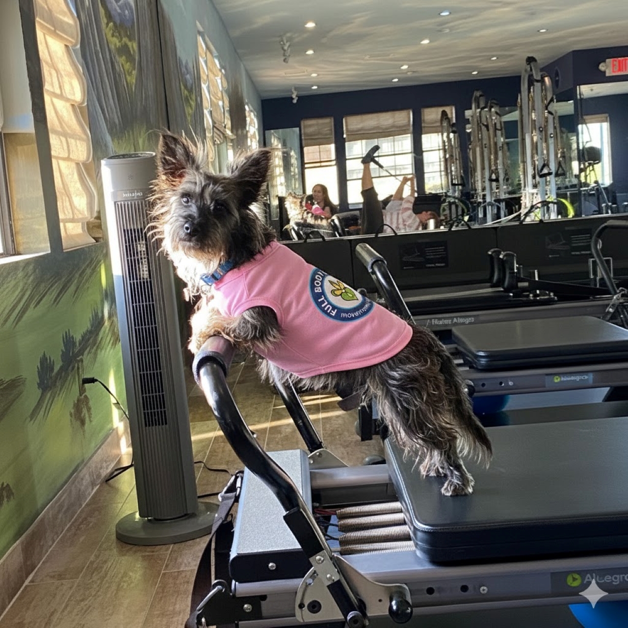 Dog Apparel - Pet Tank Top for Active Pets Full Body Pilates Official, Cute Dog Apparel for Summer, Ideal Gift for Pet Lovers, Dog Birthday Outfit, Fun Pet Fashion