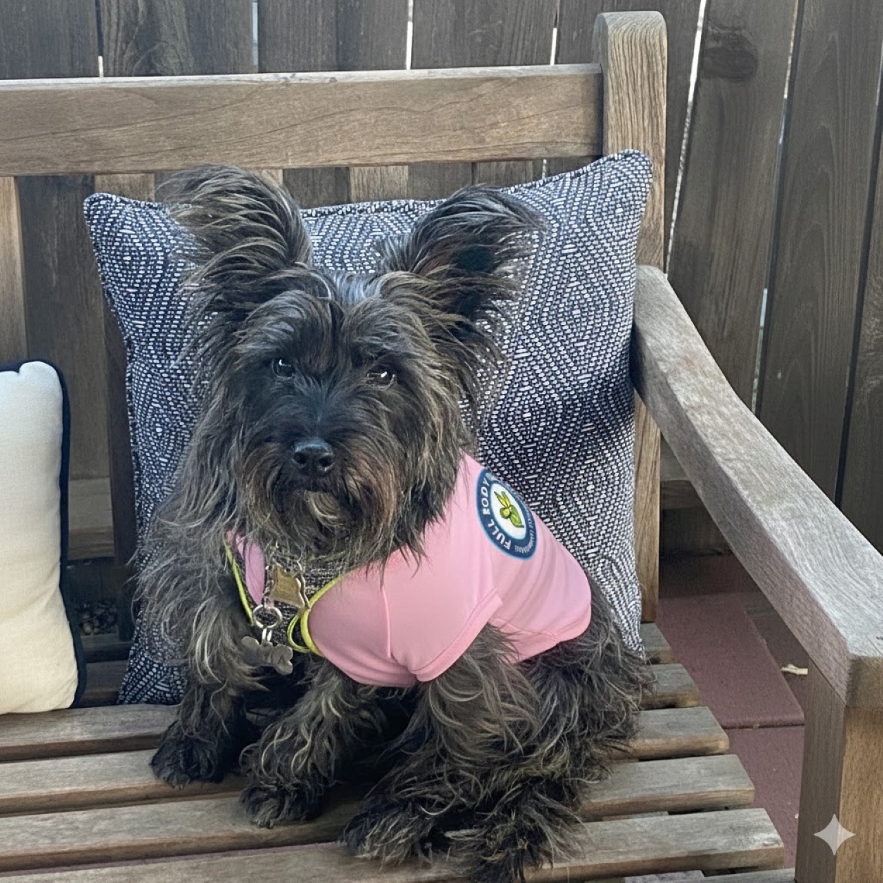 Dog Apparel - Pet Tank Top for Active Pets Full Body Pilates Official, Cute Dog Apparel for Summer, Ideal Gift for Pet Lovers, Dog Birthday Outfit, Fun Pet Fashion product thumbnail image Dog Apparel - Pet Tank Top for Active Pets Full Body Pilates Official, Cute Dog Apparel for Summer, Ideal Gift for Pet Lovers, Dog Birthday Outfit, Fun Pet Fashion product thumbnail image