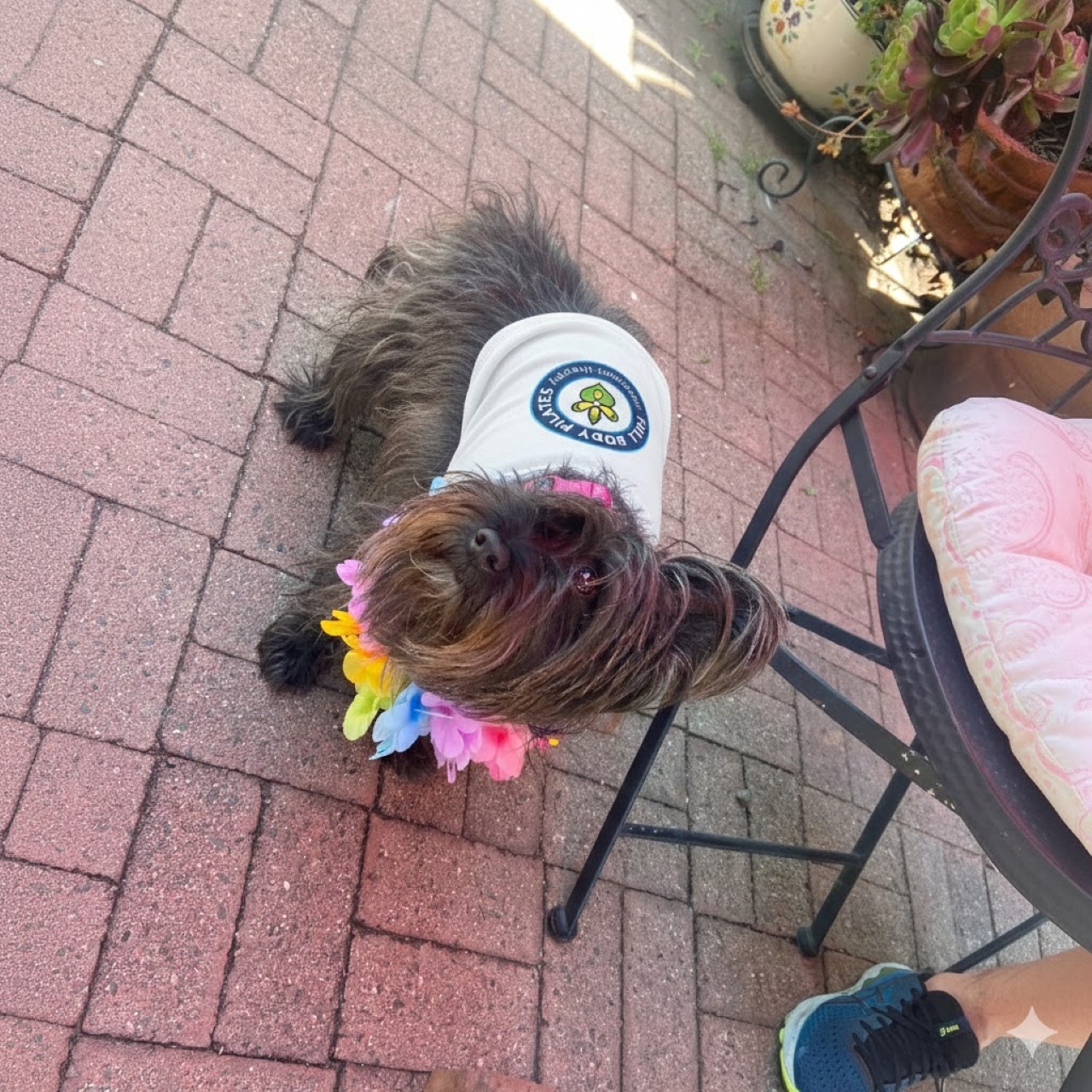 Dog Apparel - Pet Tank Top for Active Pets Full Body Pilates Official, Cute Dog Apparel for Summer, Ideal Gift for Pet Lovers, Dog Birthday Outfit, Fun Pet Fashion product thumbnail image Dog Apparel - Pet Tank Top for Active Pets Full Body Pilates Official, Cute Dog Apparel for Summer, Ideal Gift for Pet Lovers, Dog Birthday Outfit, Fun Pet Fashion product thumbnail image