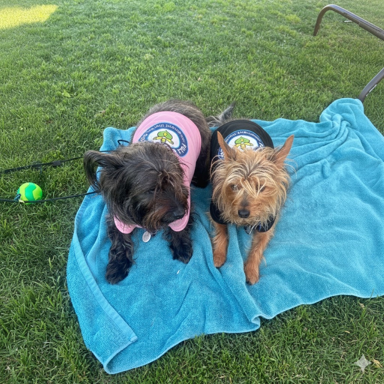 Dog Apparel - Pet Tank Top for Active Pets Full Body Pilates Official, Cute Dog Apparel for Summer, Ideal Gift for Pet Lovers, Dog Birthday Outfit, Fun Pet Fashion product thumbnail image Dog Apparel - Pet Tank Top for Active Pets Full Body Pilates Official, Cute Dog Apparel for Summer, Ideal Gift for Pet Lovers, Dog Birthday Outfit, Fun Pet Fashion product thumbnail image