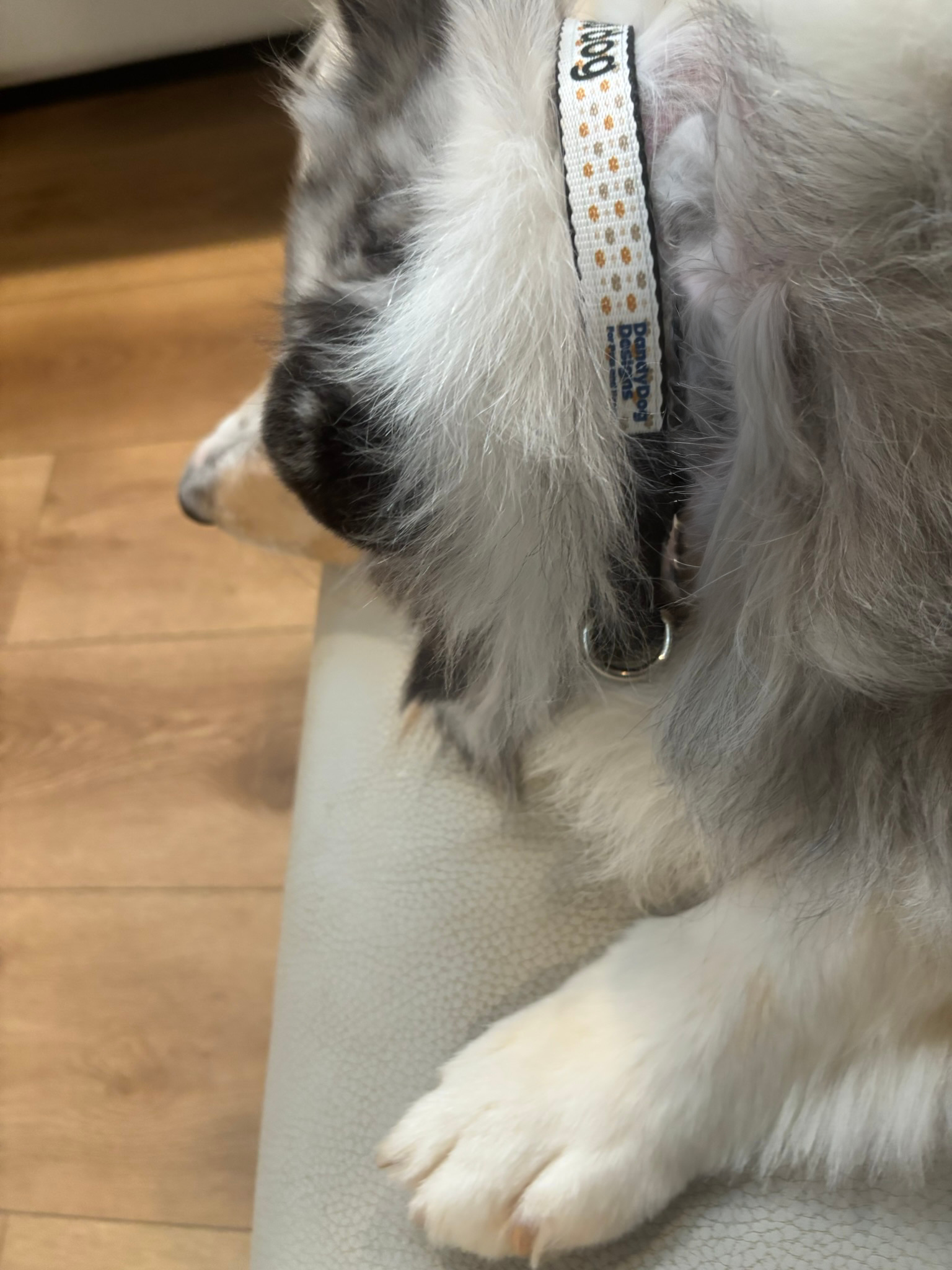 Clip-on Pet Collar - I'm a Very Good Dog, Dog Lover Gift, Pet Accessory, Personalized Pet Gear, Fun Dog Collar Clip-on Pet Collar - I'm a Very Good Dog, Dog Lover Gift, Pet Accessory, Personalized Pet Gear, Fun Dog Collar