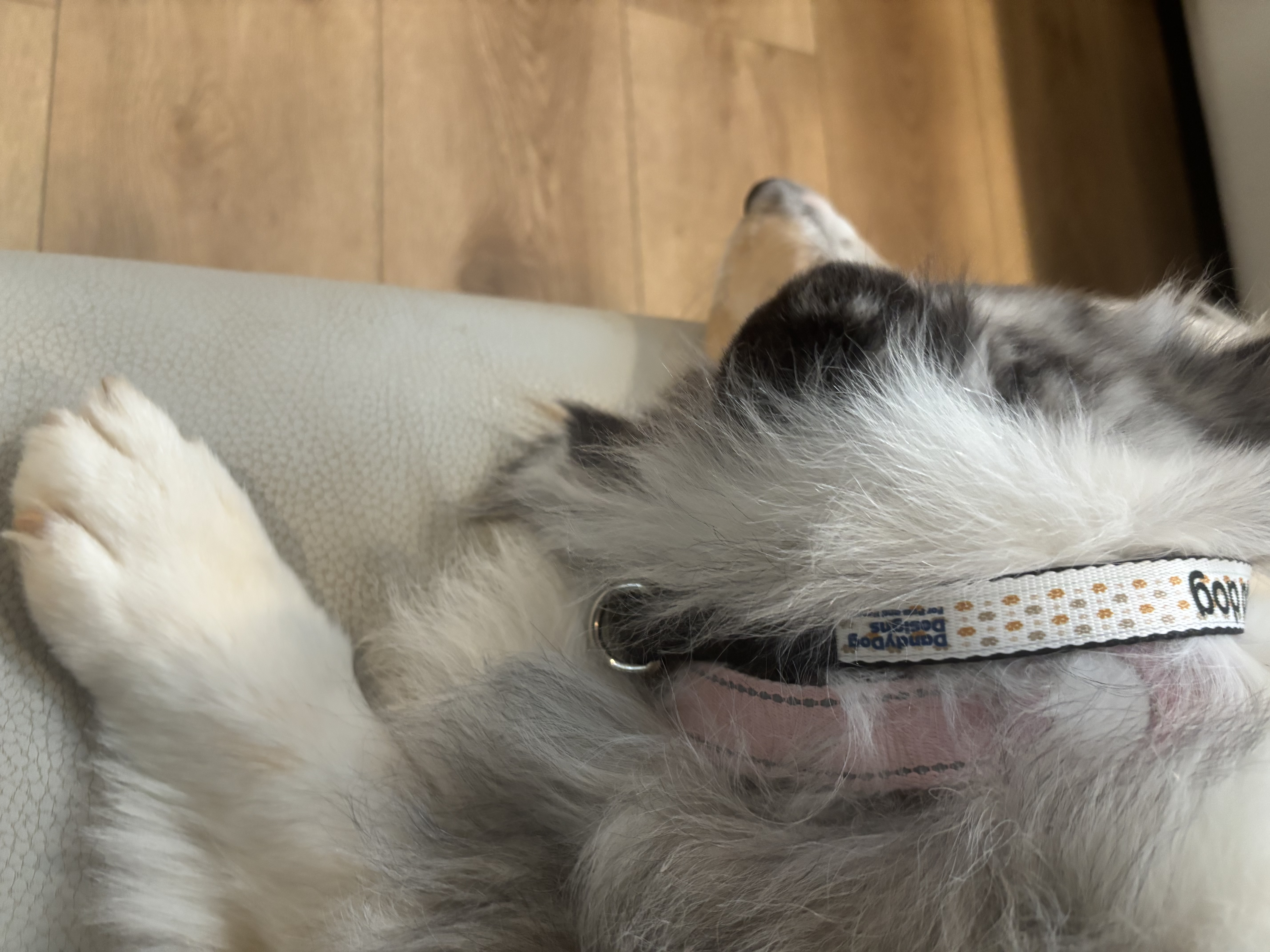 Clip-on Pet Collar - I'm a Very Good Dog, Dog Lover Gift, Pet Accessory, Personalized Pet Gear, Fun Dog Collar