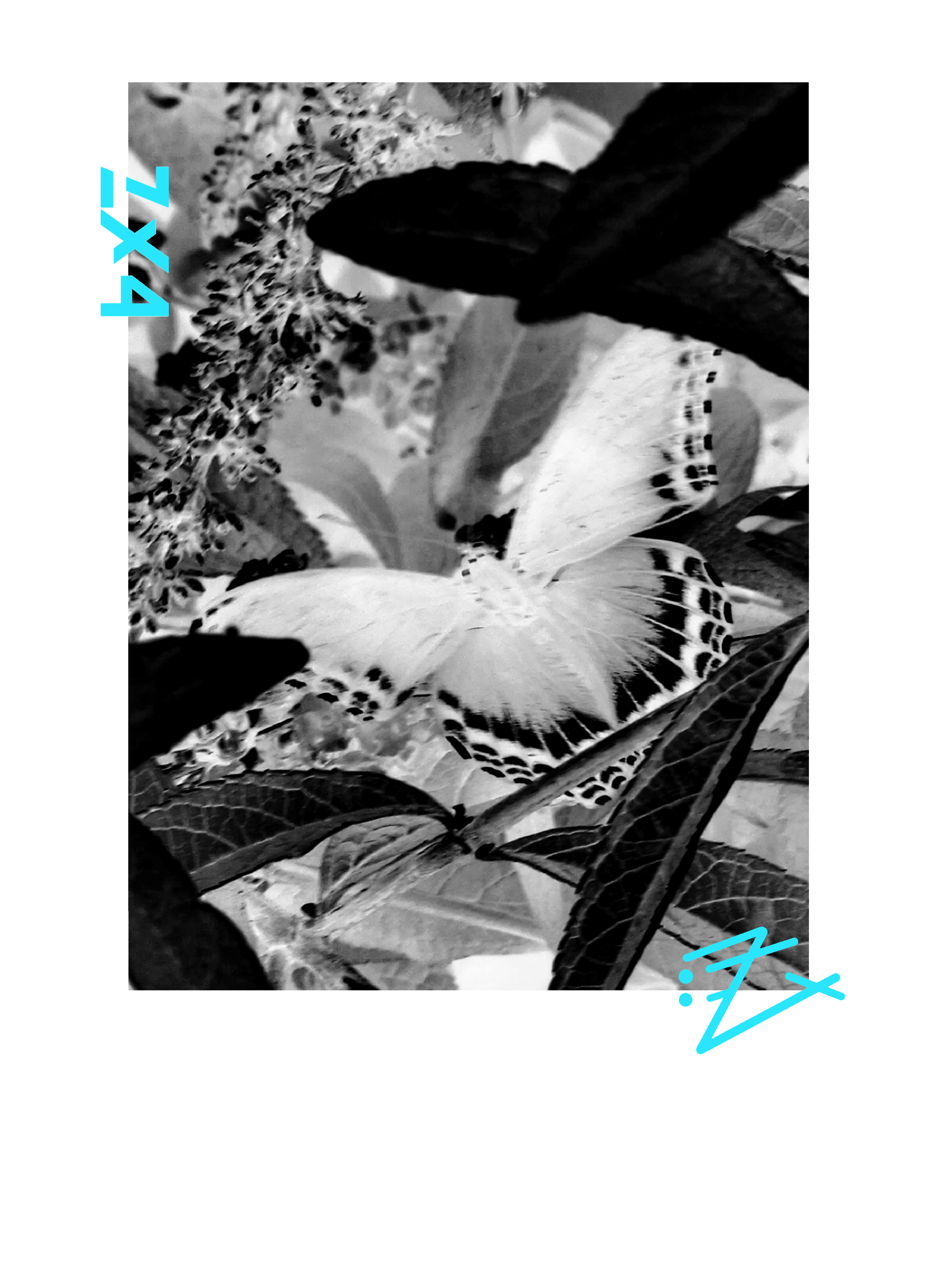 Butterfly Photo Graphic Tee — Monochrome Nature Shirt with Teal Accents product thumbnail image Butterfly Photo Graphic Tee — Monochrome Nature Shirt with Teal Accents product thumbnail image