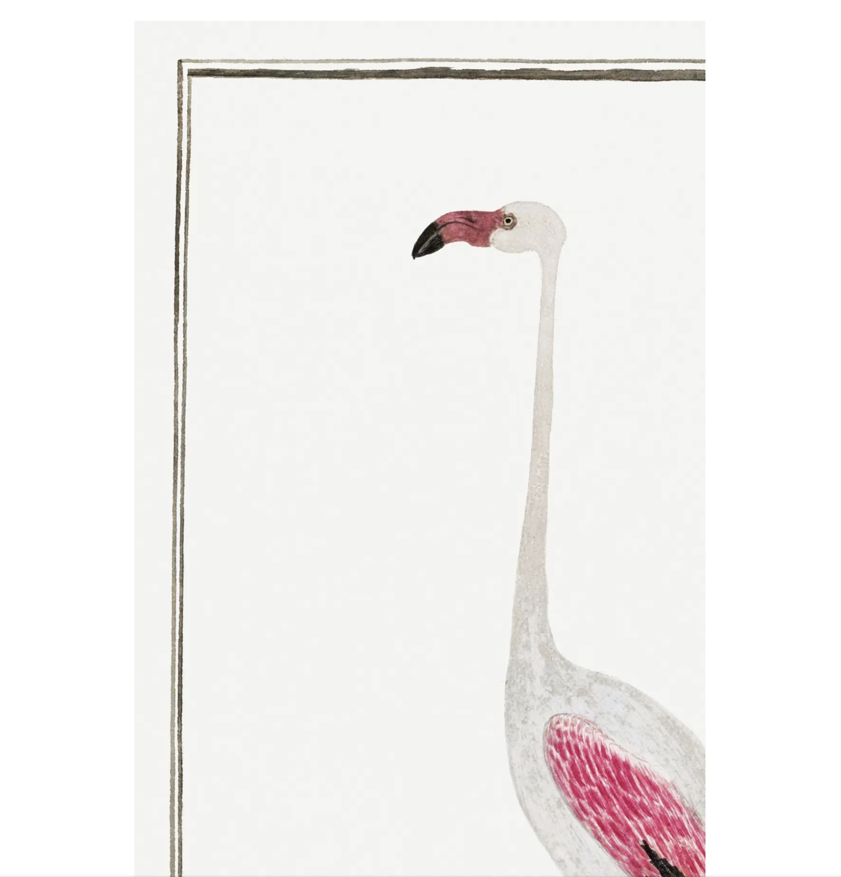 Greater Flamingo by Robert Jacob Gordon, Vintage Art Print Reproduction, 24" × 36" product thumbnail image Greater Flamingo by Robert Jacob Gordon, Vintage Art Print Reproduction, 24" × 36" product thumbnail image