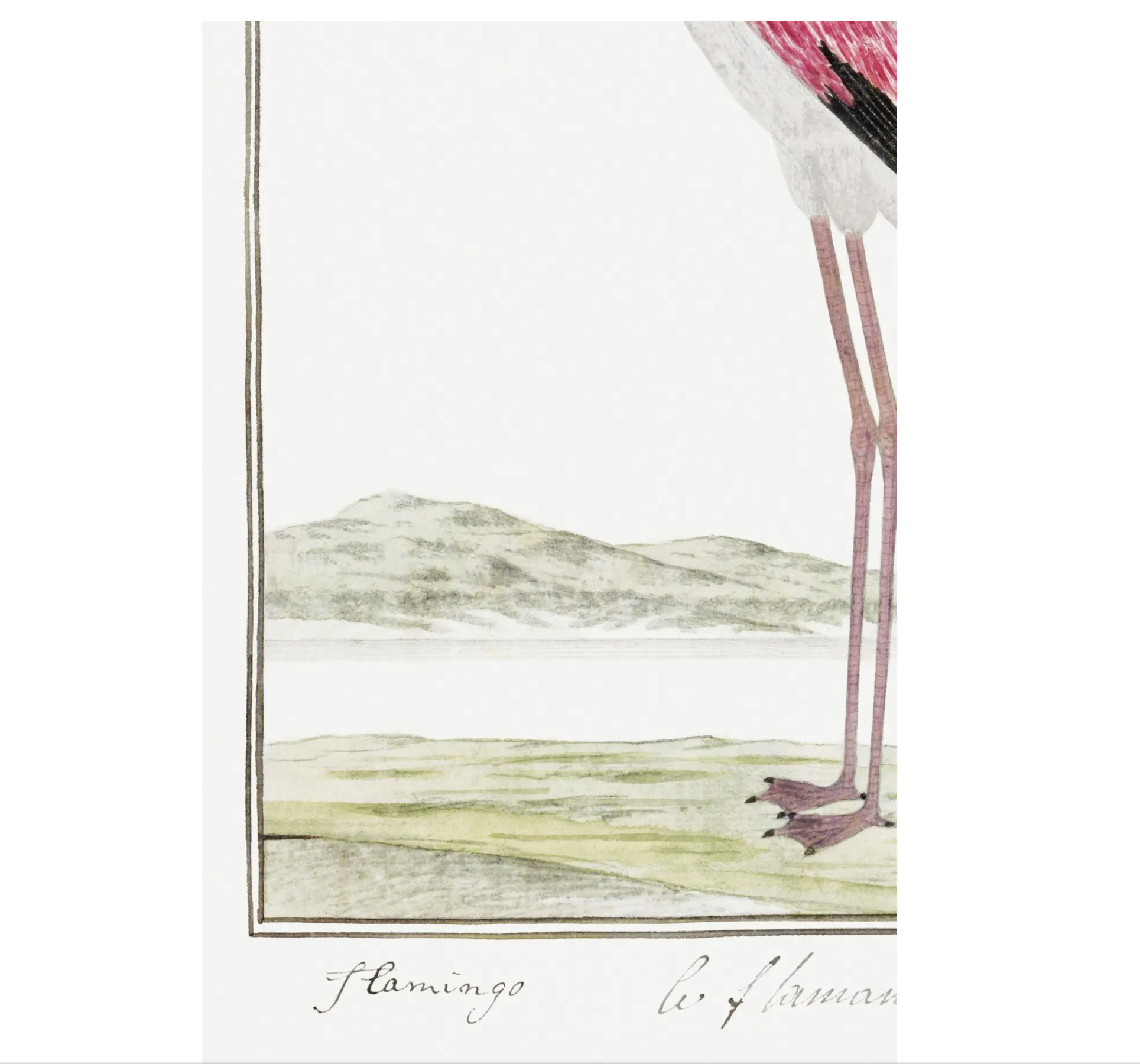 Greater Flamingo by Robert Jacob Gordon, Vintage Art Print Reproduction, 24" × 36" product thumbnail image Greater Flamingo by Robert Jacob Gordon, Vintage Art Print Reproduction, 24" × 36" product thumbnail image