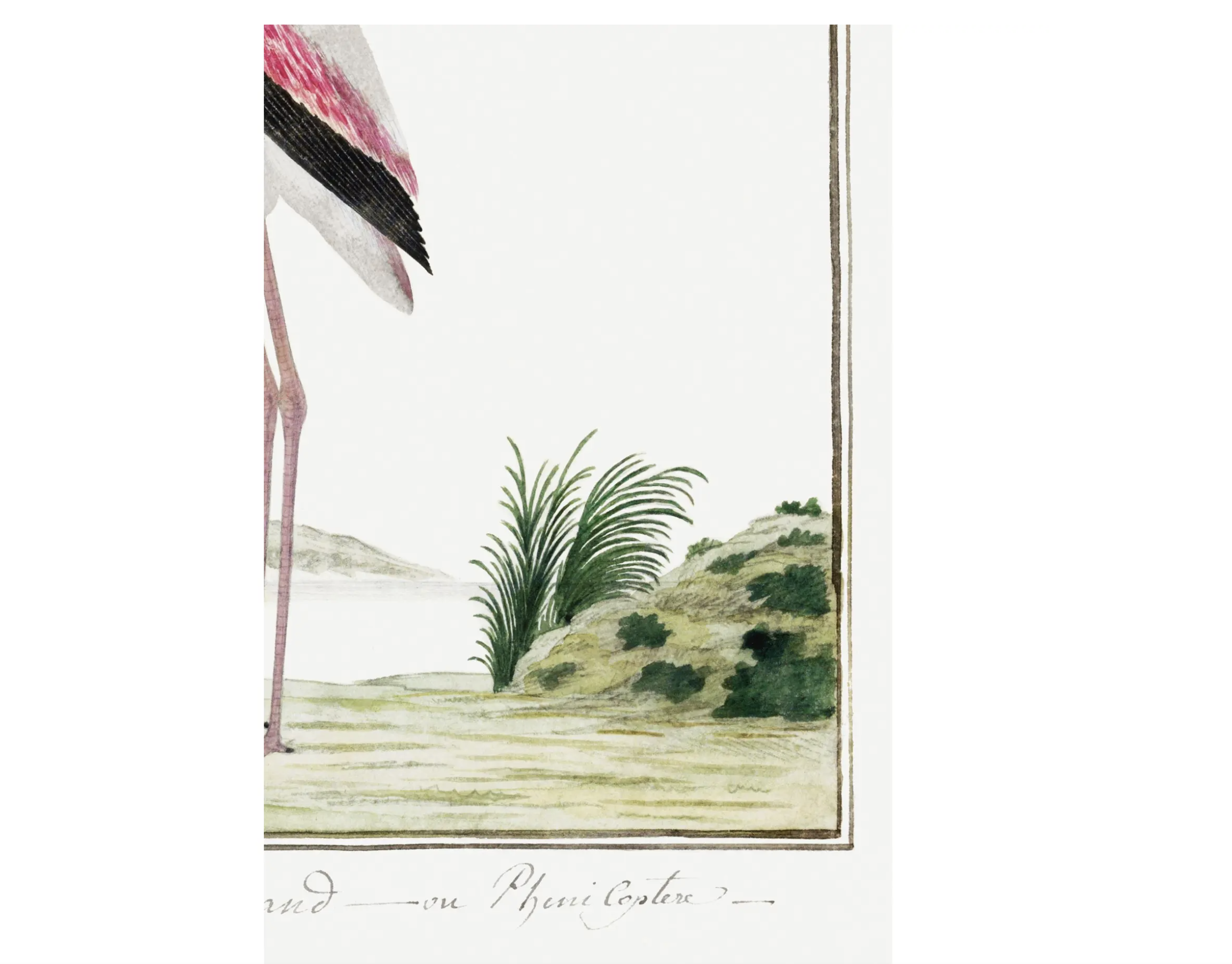 Greater Flamingo by Robert Jacob Gordon, Vintage Art Print Reproduction, 24" × 36" product thumbnail image Greater Flamingo by Robert Jacob Gordon, Vintage Art Print Reproduction, 24" × 36" product thumbnail image