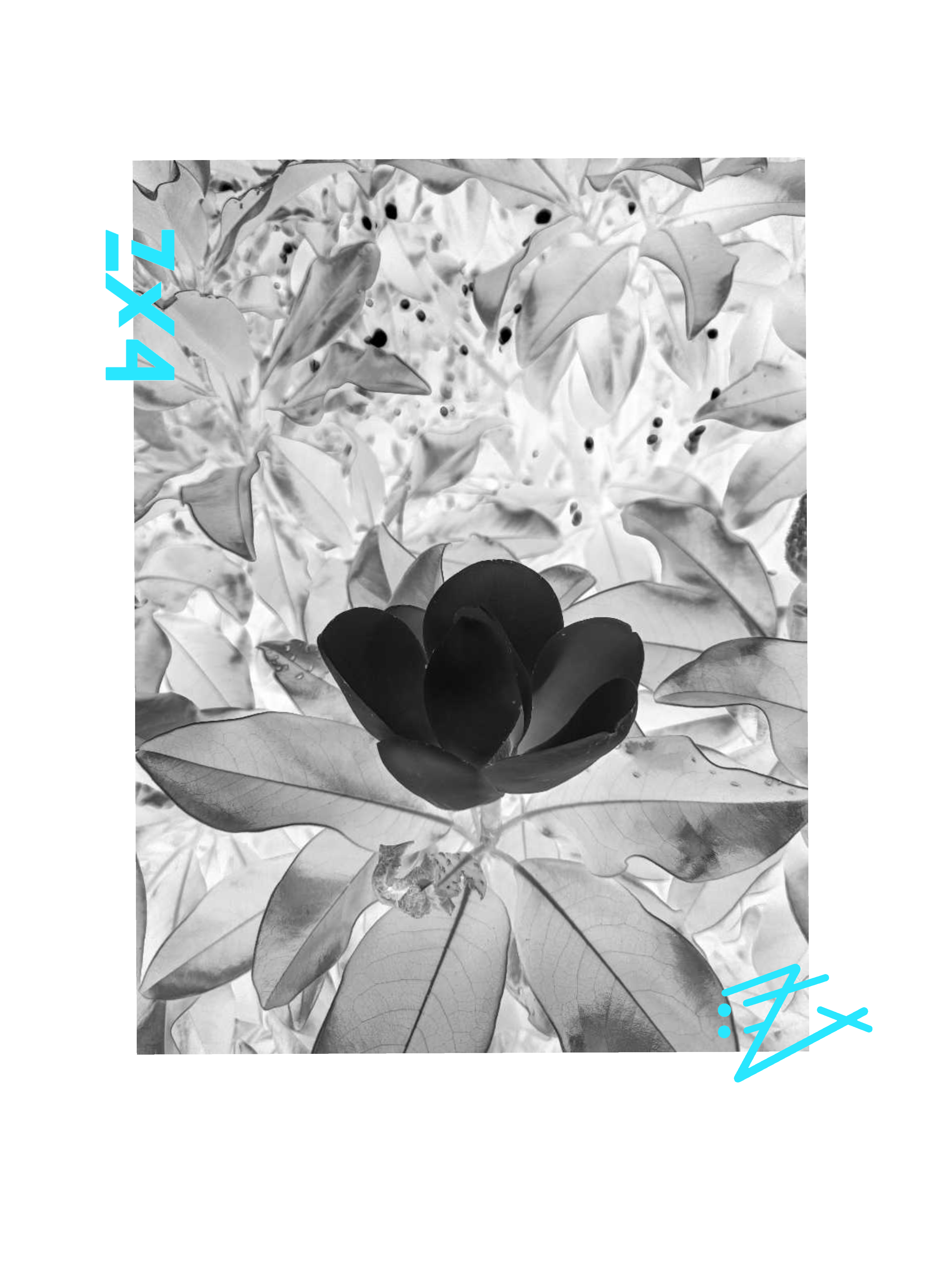 Floral x ray photography tee — Monochrome Lily Photo with Aqua Accents product thumbnail image