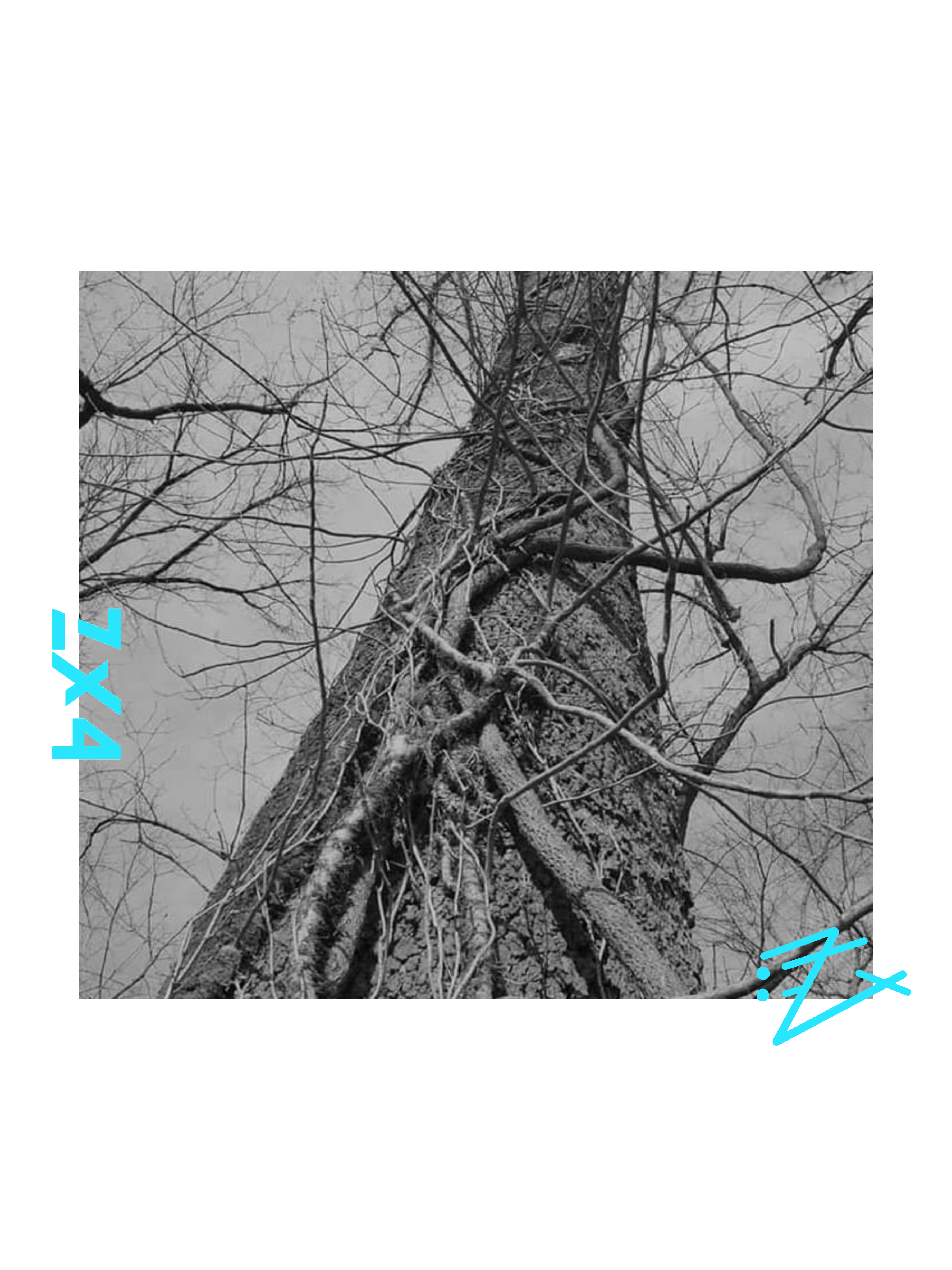 Tree Trunk Photo Tee — Minimal Black &amp; White Nature Graphic T-Shirt product thumbnail image