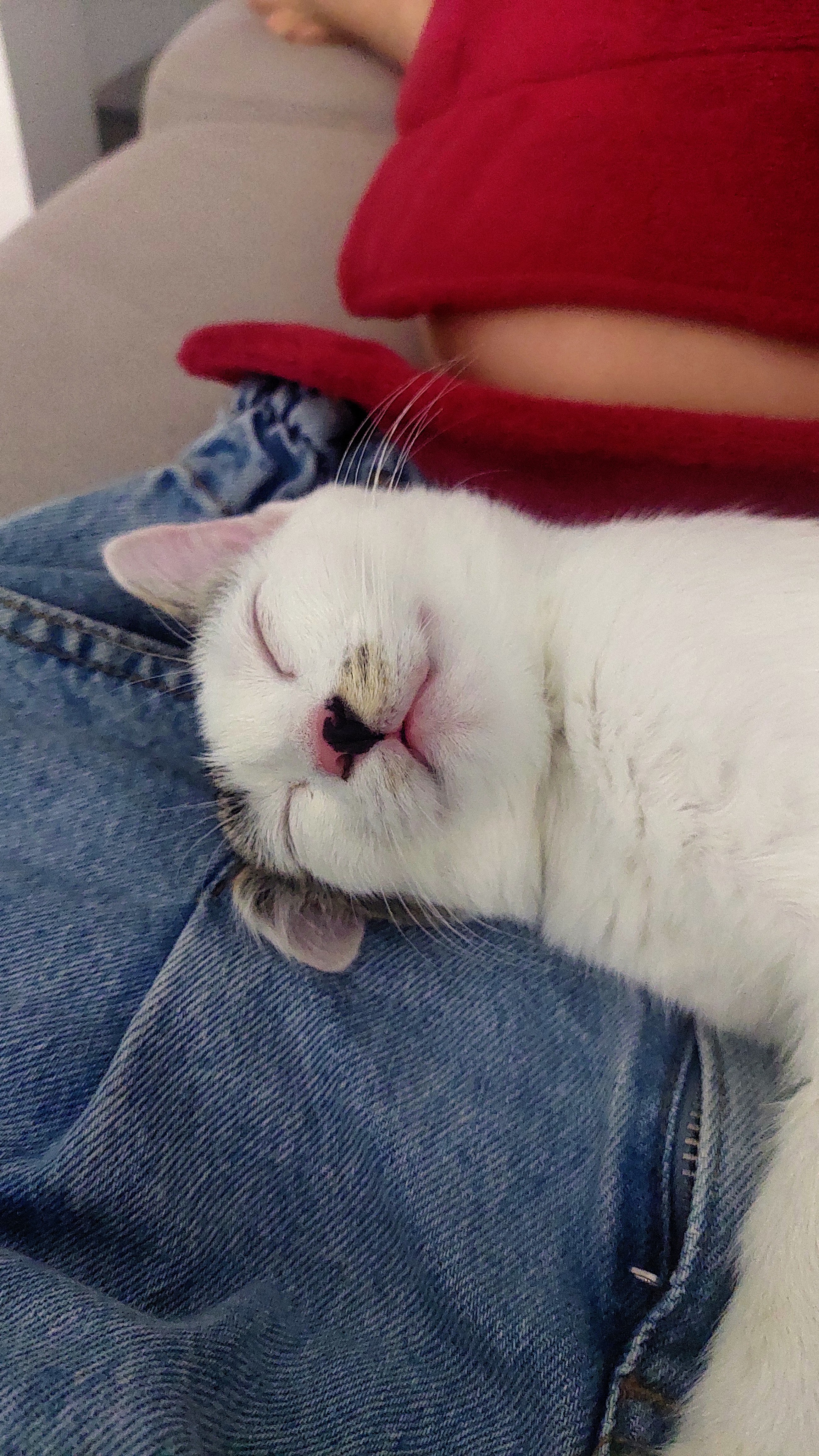 Crewneck Sweatshirt with Tiny Horse Head Embroidery