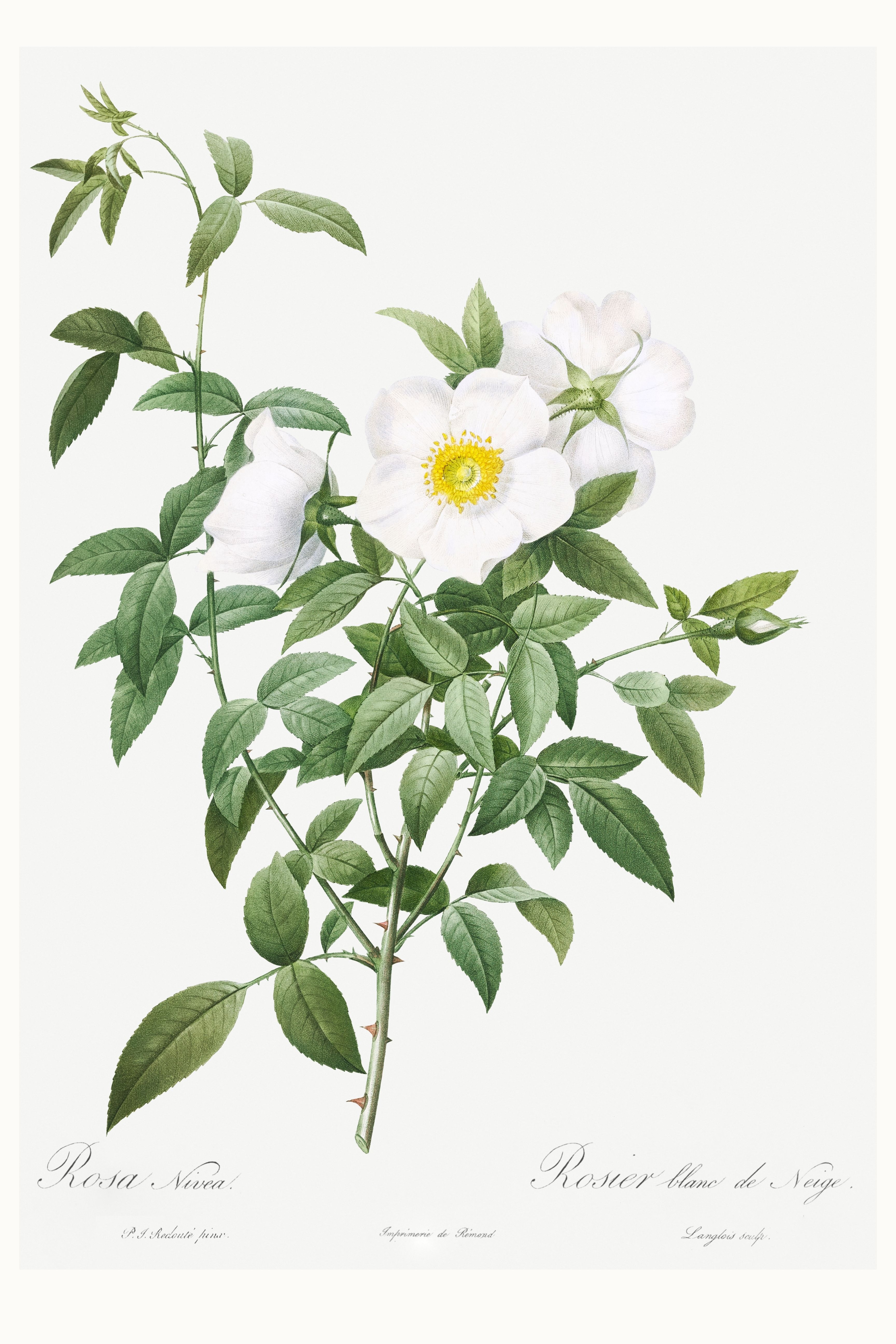 Cherokee Rose, Vintage Botanical Art Print Reproduction by Pierre-Joseph Redouté, 40" X 60" product thumbnail image Cherokee Rose, Vintage Botanical Art Print Reproduction by Pierre-Joseph Redouté, 40" X 60" product thumbnail image