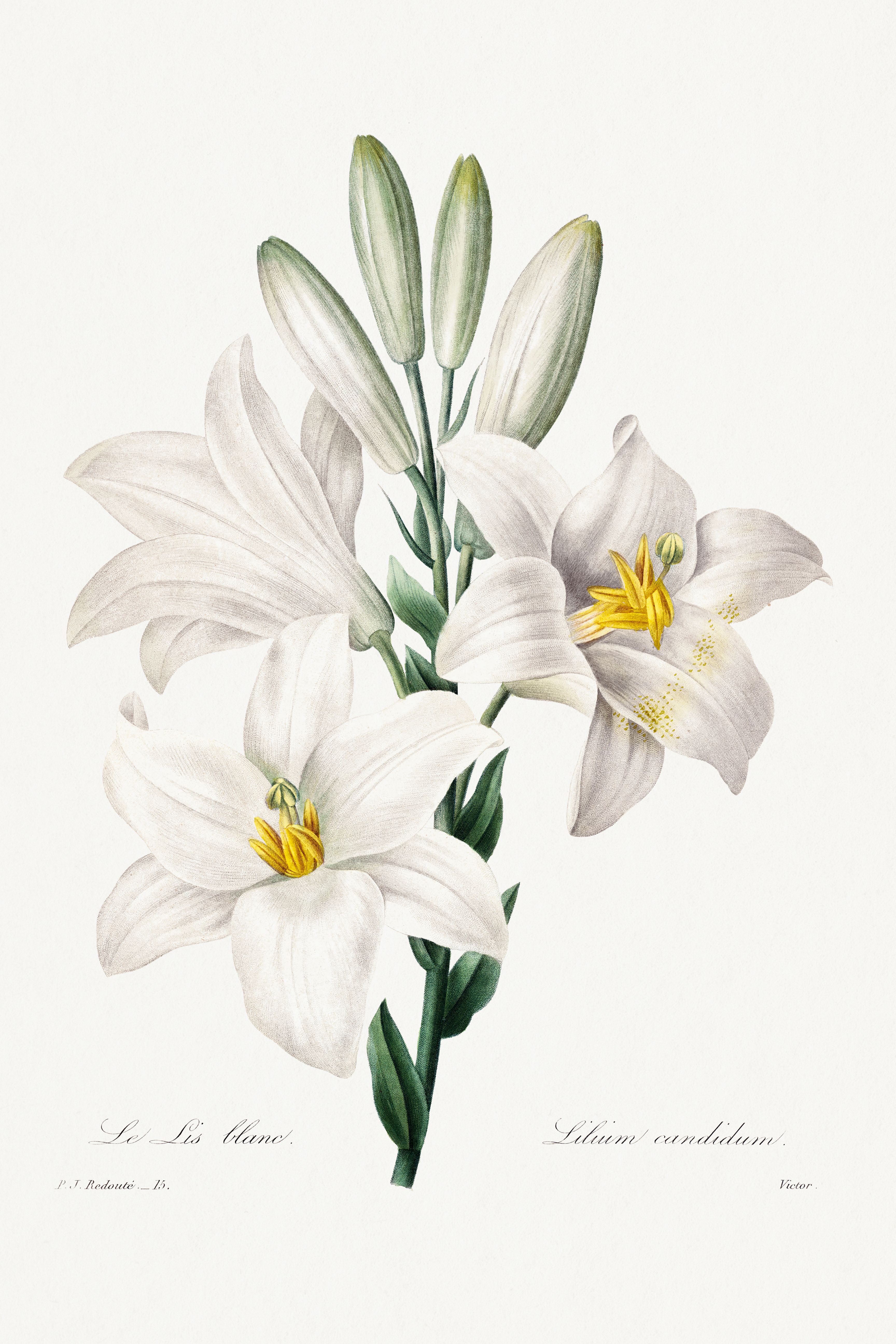 Madonna Lily, Vintage Botanical Art Print Reproduction by Pierre-Joseph Redouté, 40" x 60"